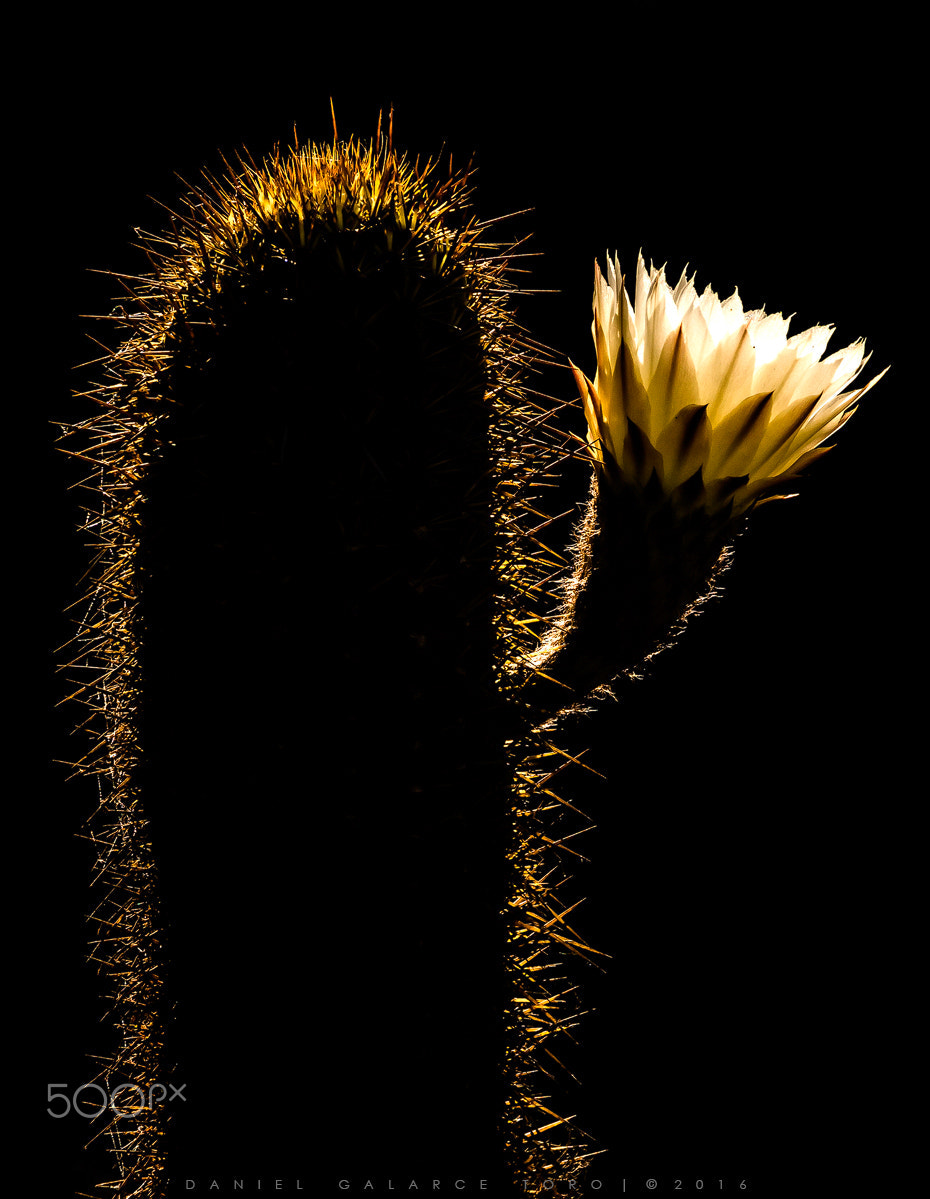 Nikon D7100 + Sigma 50-500mm F4.5-6.3 DG OS HSM sample photo. Cactus - echinopsis chiloensis photography