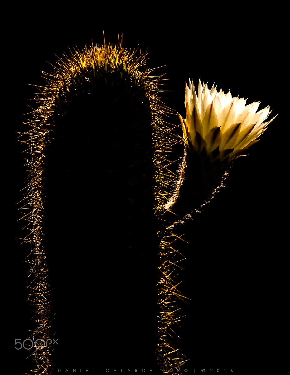 Sigma 50-500mm F4.5-6.3 DG OS HSM sample photo. Cactus - echinopsis chiloensis photography