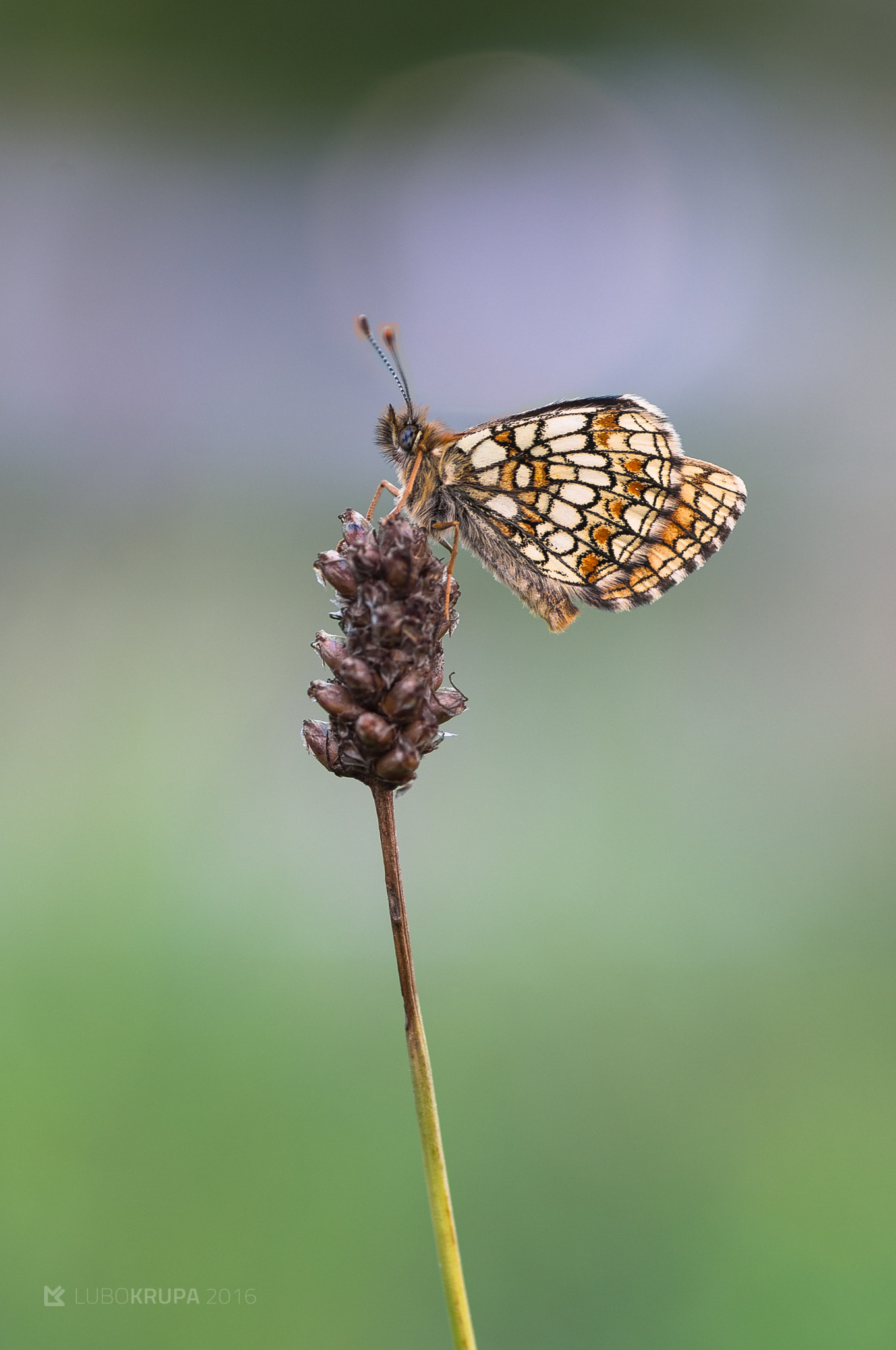 Pentax K-r sample photo. Melitaea athalia photography