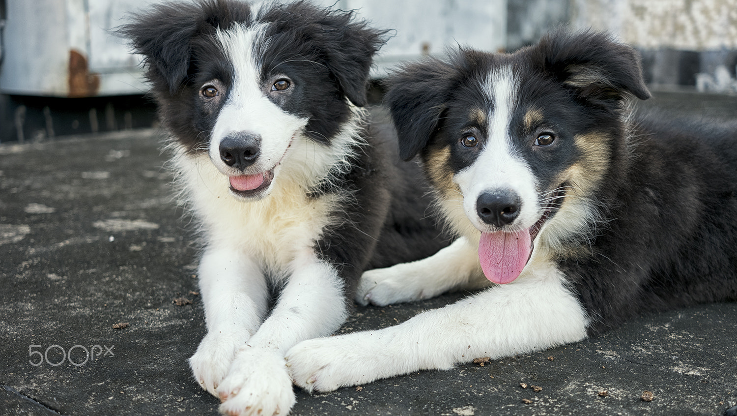 Fujifilm X-A2 + Fujifilm XF 27mm F2.8 sample photo. Leo and lucky photography