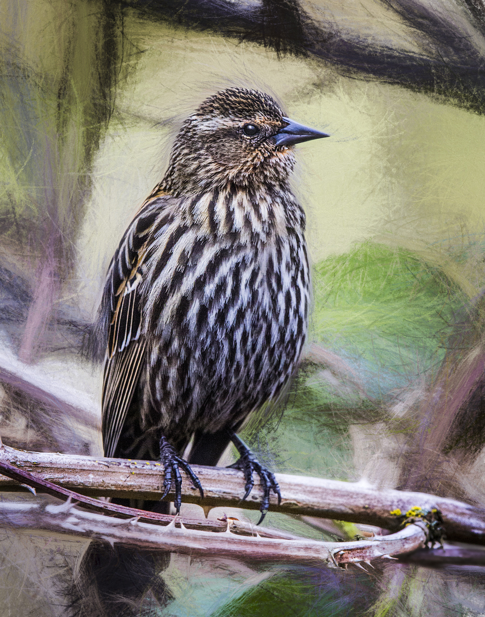 Canon EF 300mm F2.8L IS USM sample photo. Red-winged blackbird photography