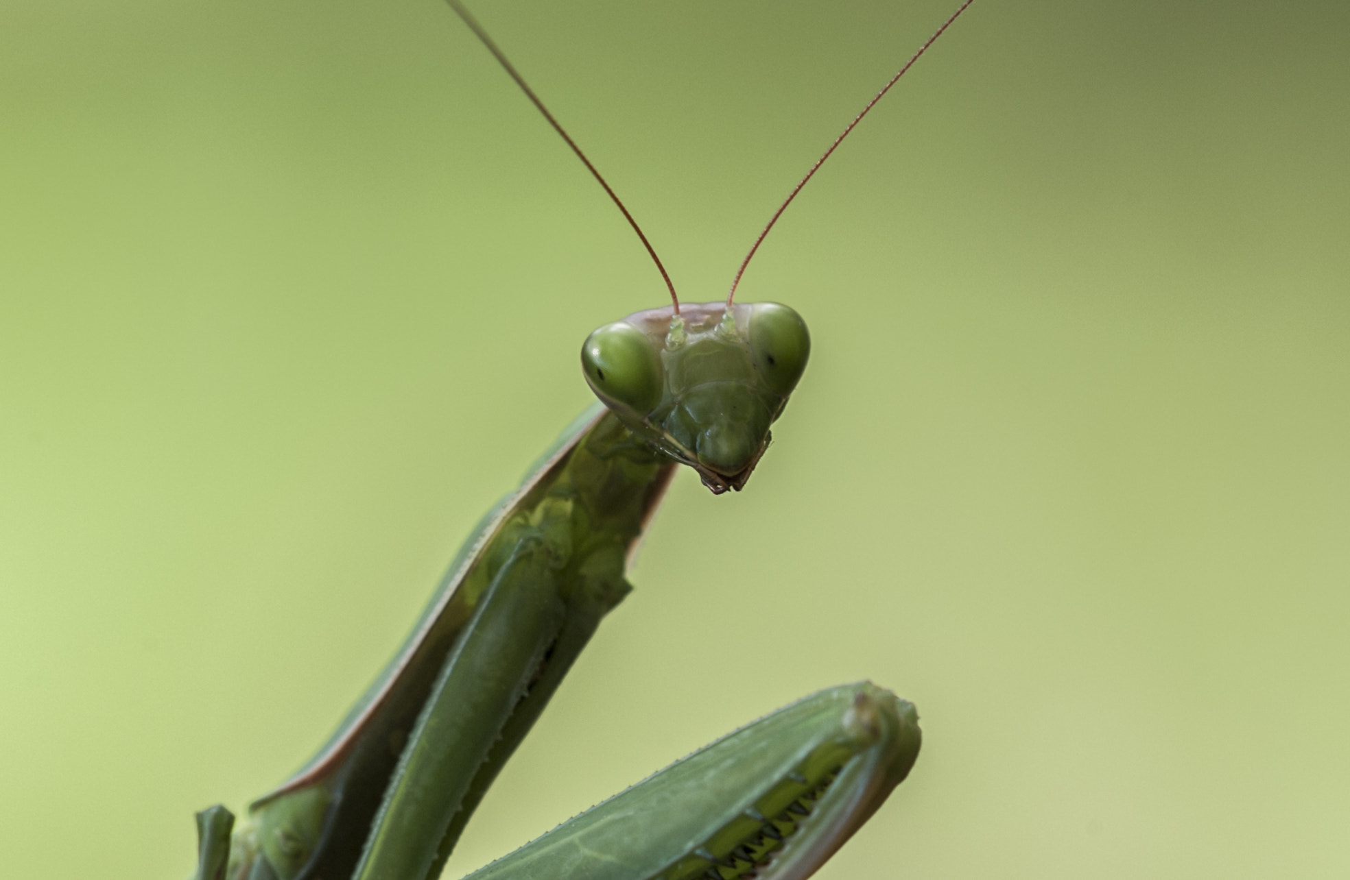 Sigma APO Macro 180mm F3.5 EX DG HSM sample photo. Mantis photography