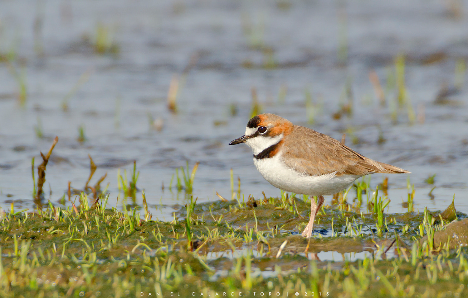 Nikon D5100 + Sigma 50-500mm F4.5-6.3 DG OS HSM sample photo. Chorlo collar - collared plover photography