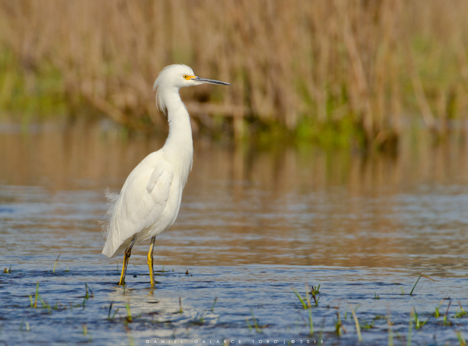 Nikon D5100 + Sigma 50-500mm F4.5-6.3 DG OS HSM sample photo. Garza chica - snowy egret photography