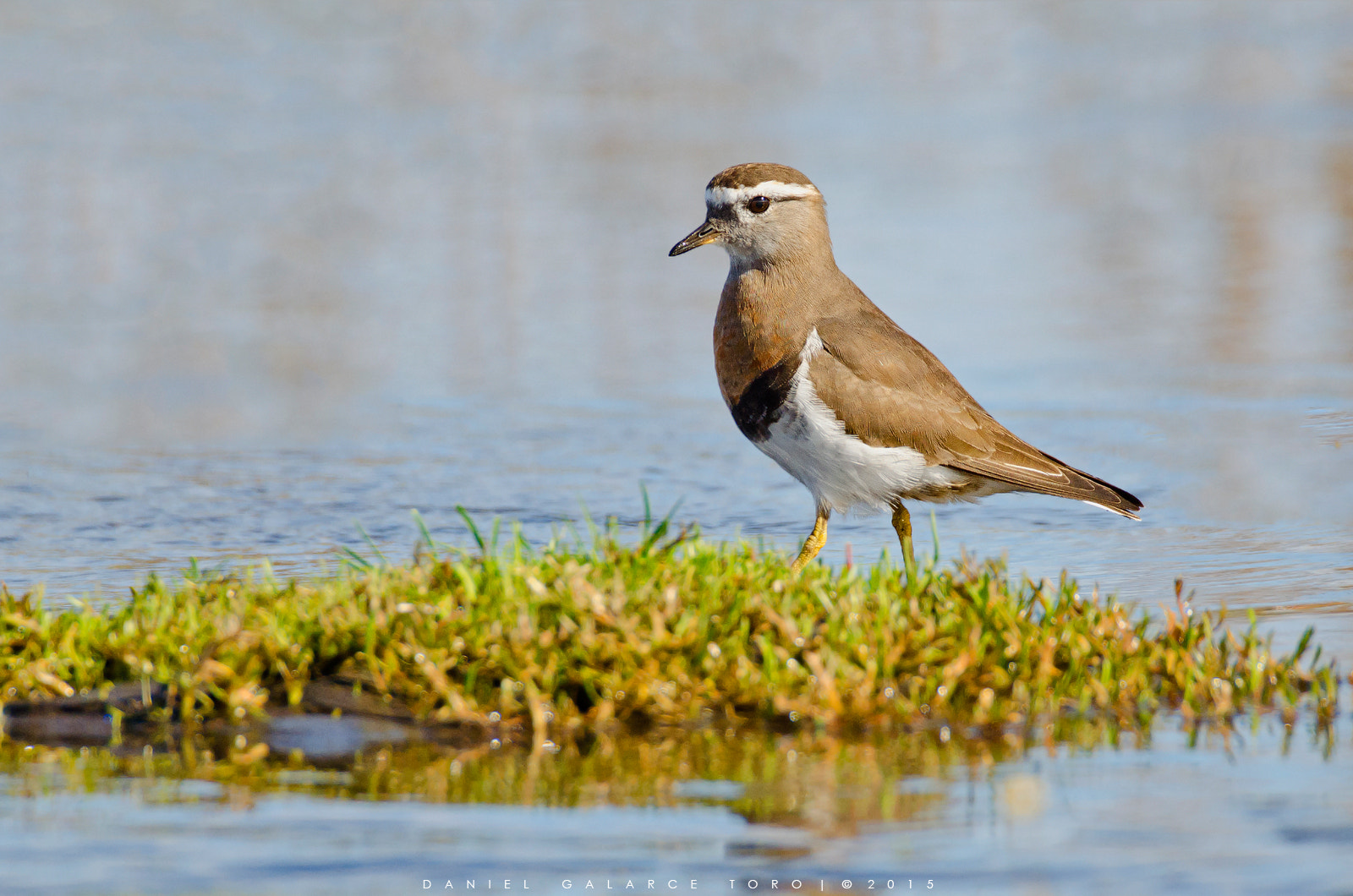 Nikon D5100 + Sigma 50-500mm F4.5-6.3 DG OS HSM sample photo. Chorlo chileno / rufous-chested plover photography