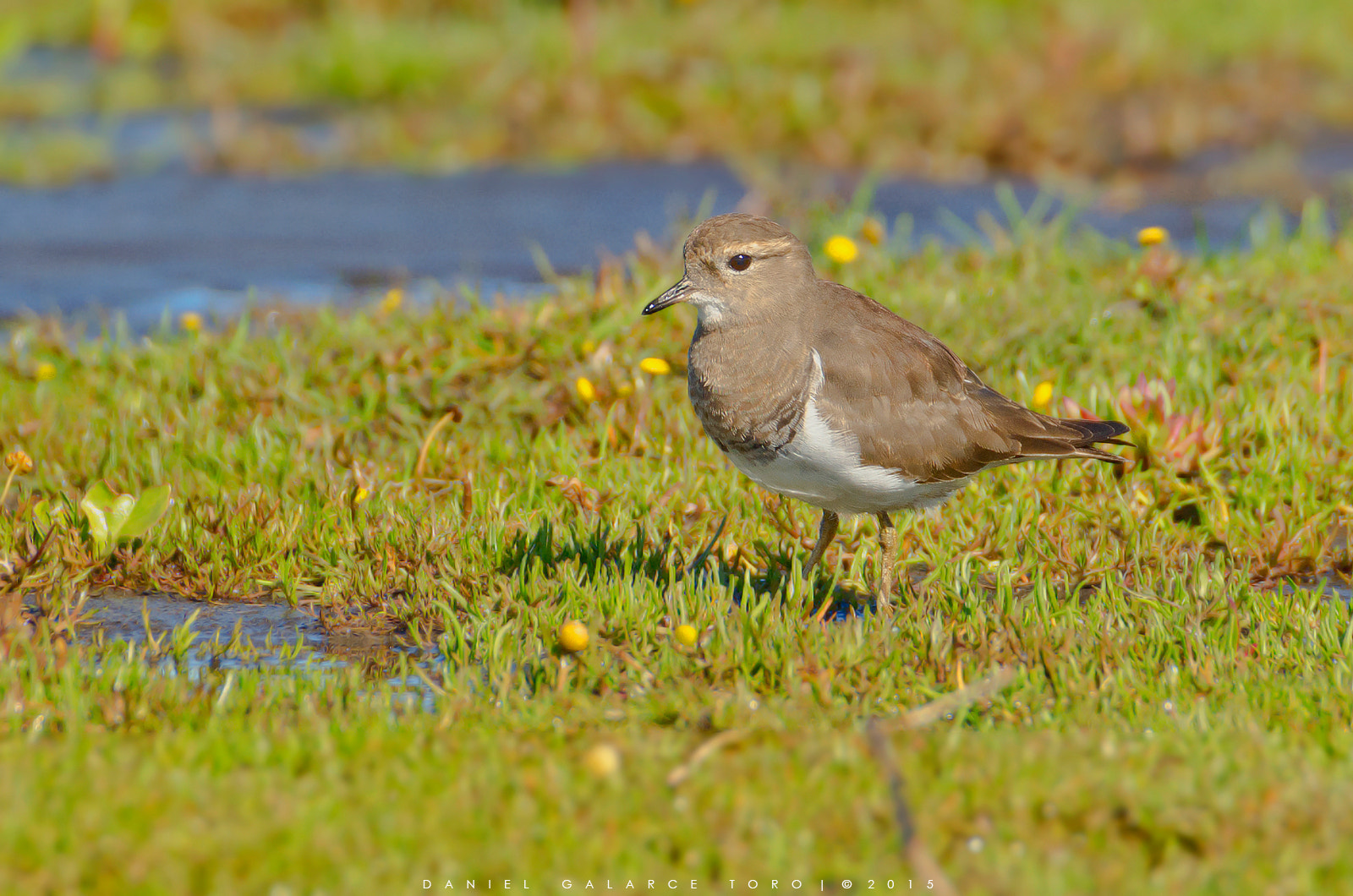 Nikon D5100 + Sigma 50-500mm F4.5-6.3 DG OS HSM sample photo. Chorlo chileno / rufous-chested plover photography