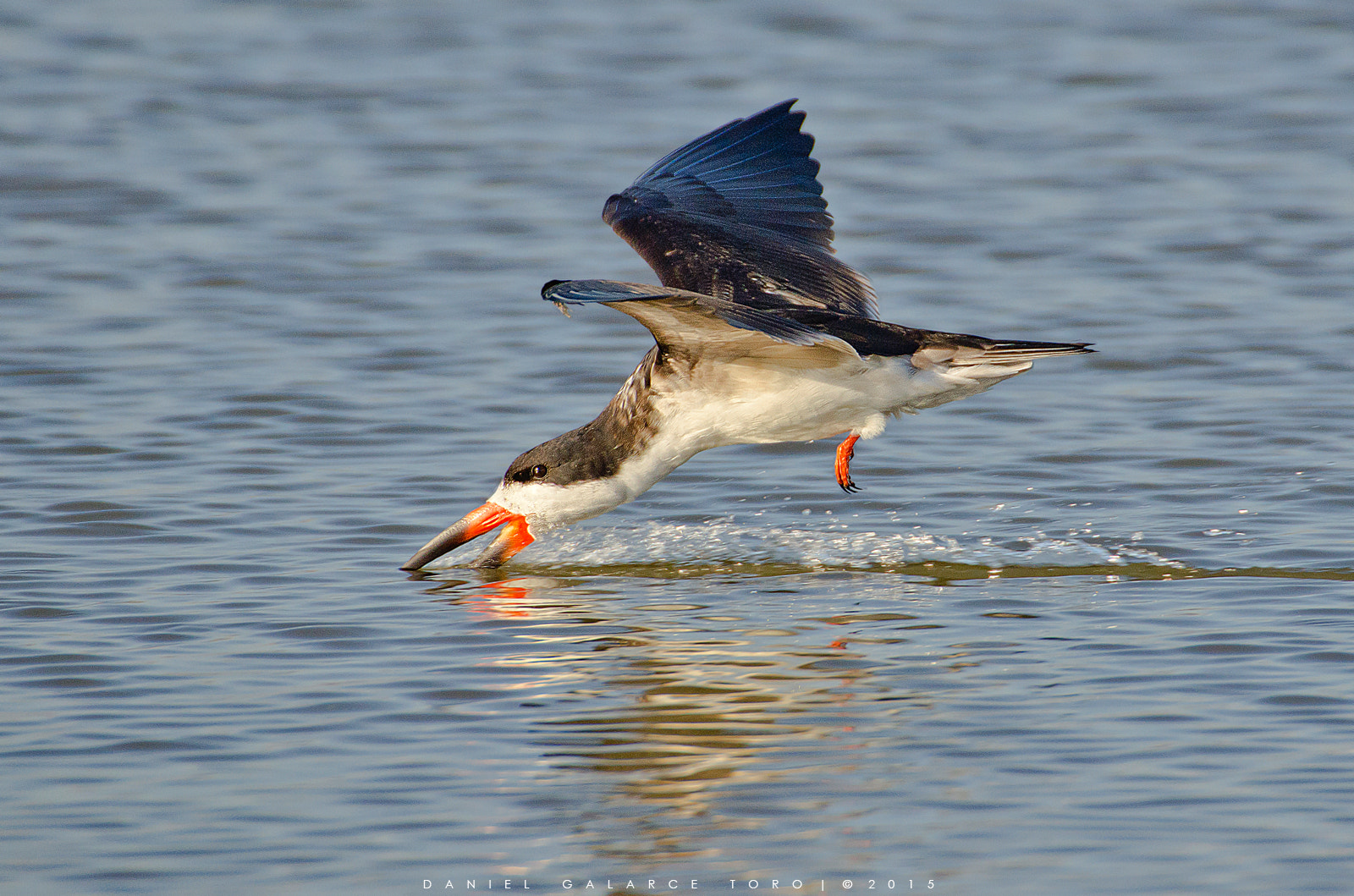 Nikon D5100 + Sigma 50-500mm F4.5-6.3 DG OS HSM sample photo. Rayador - black skimmer photography