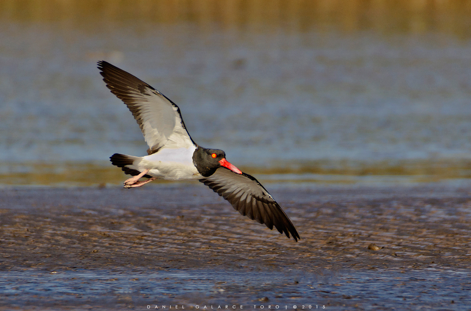 Sigma 50-500mm F4.5-6.3 DG OS HSM sample photo. Pilpilen - american oystercatcher photography