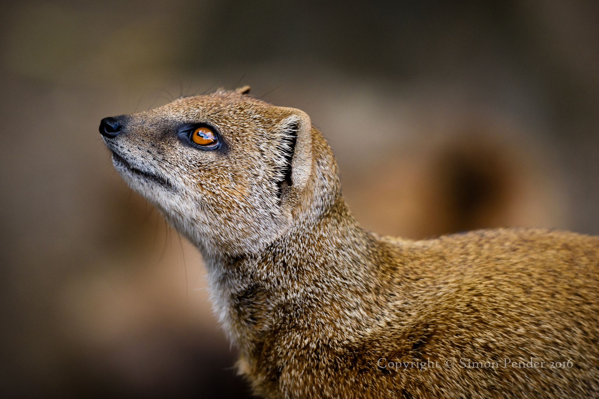 Nikon D810 + Sigma 50-500mm F4.5-6.3 DG OS HSM sample photo. Yellow mongoose 1 photography