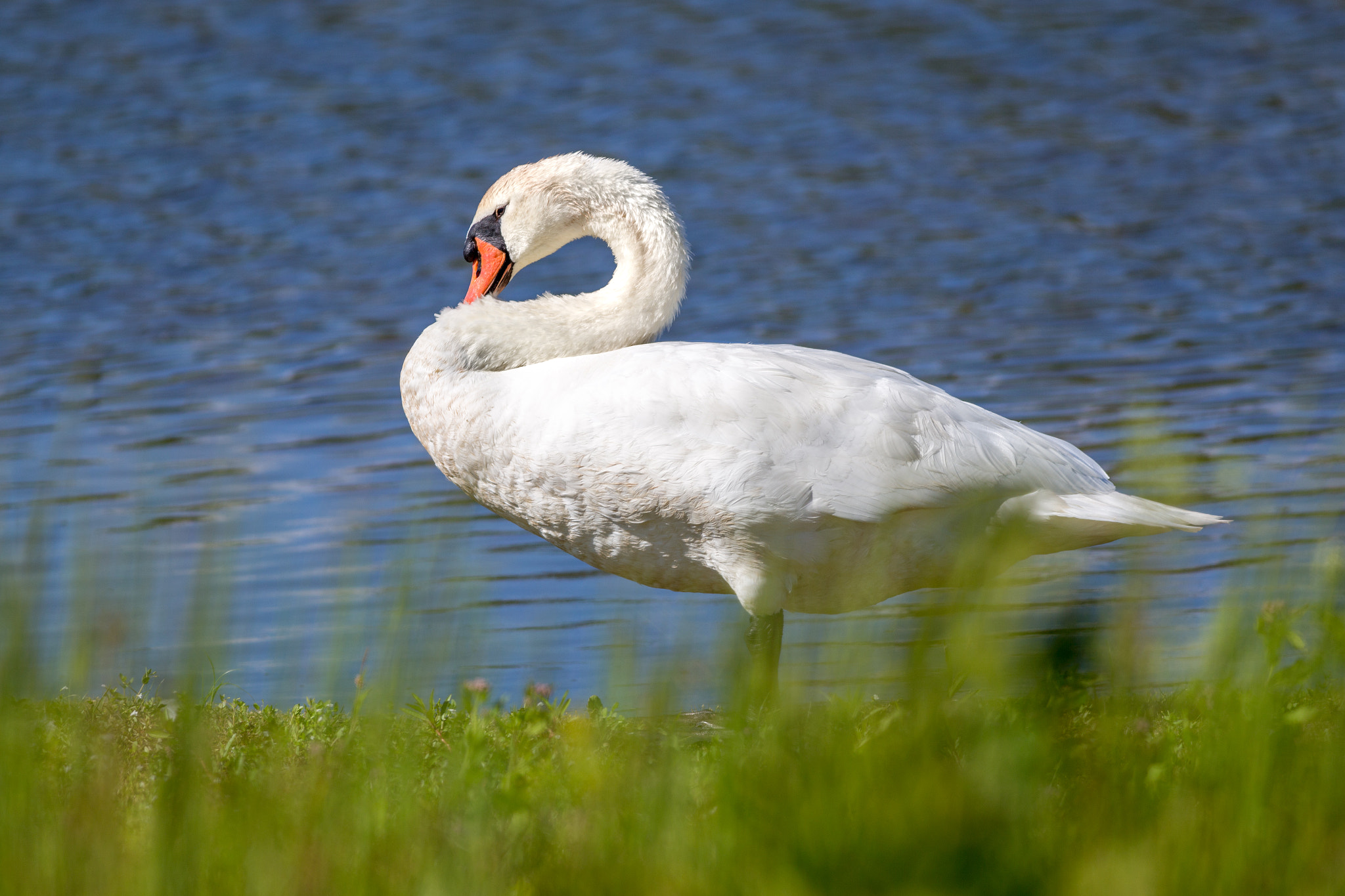 Canon EOS 6D + Canon EF 400mm F5.6L USM sample photo. Swan photography