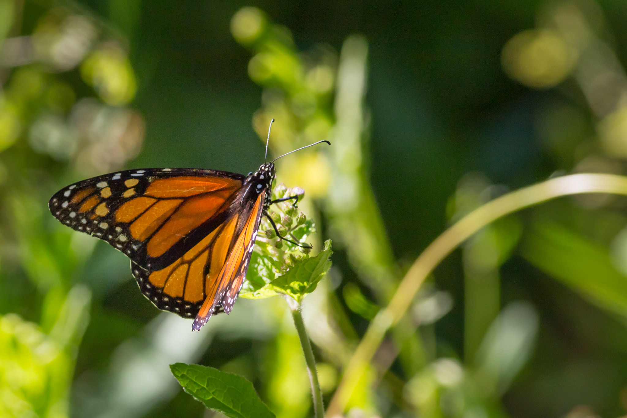 Canon EOS 6D + Canon EF 400mm F5.6L USM sample photo. Butterfly photography