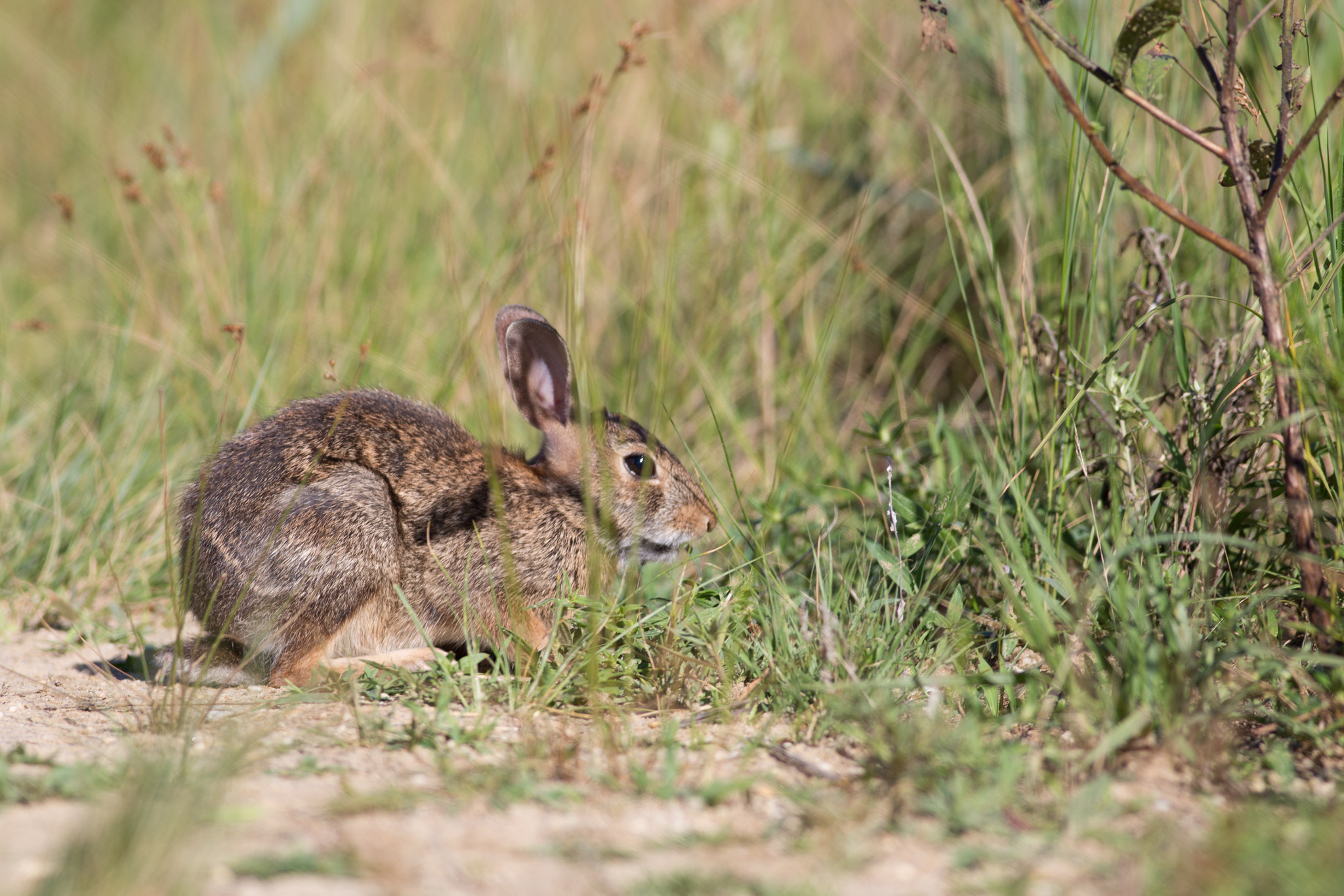 Canon EOS 6D + Canon EF 400mm F5.6L USM sample photo. Rabbit photography