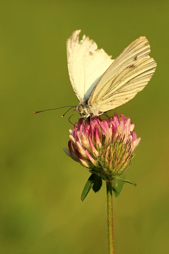 Canon EOS 1200D (EOS Rebel T5 / EOS Kiss X70 / EOS Hi) + Sigma 105mm F2.8 EX DG Macro sample photo. Summer day.. photography