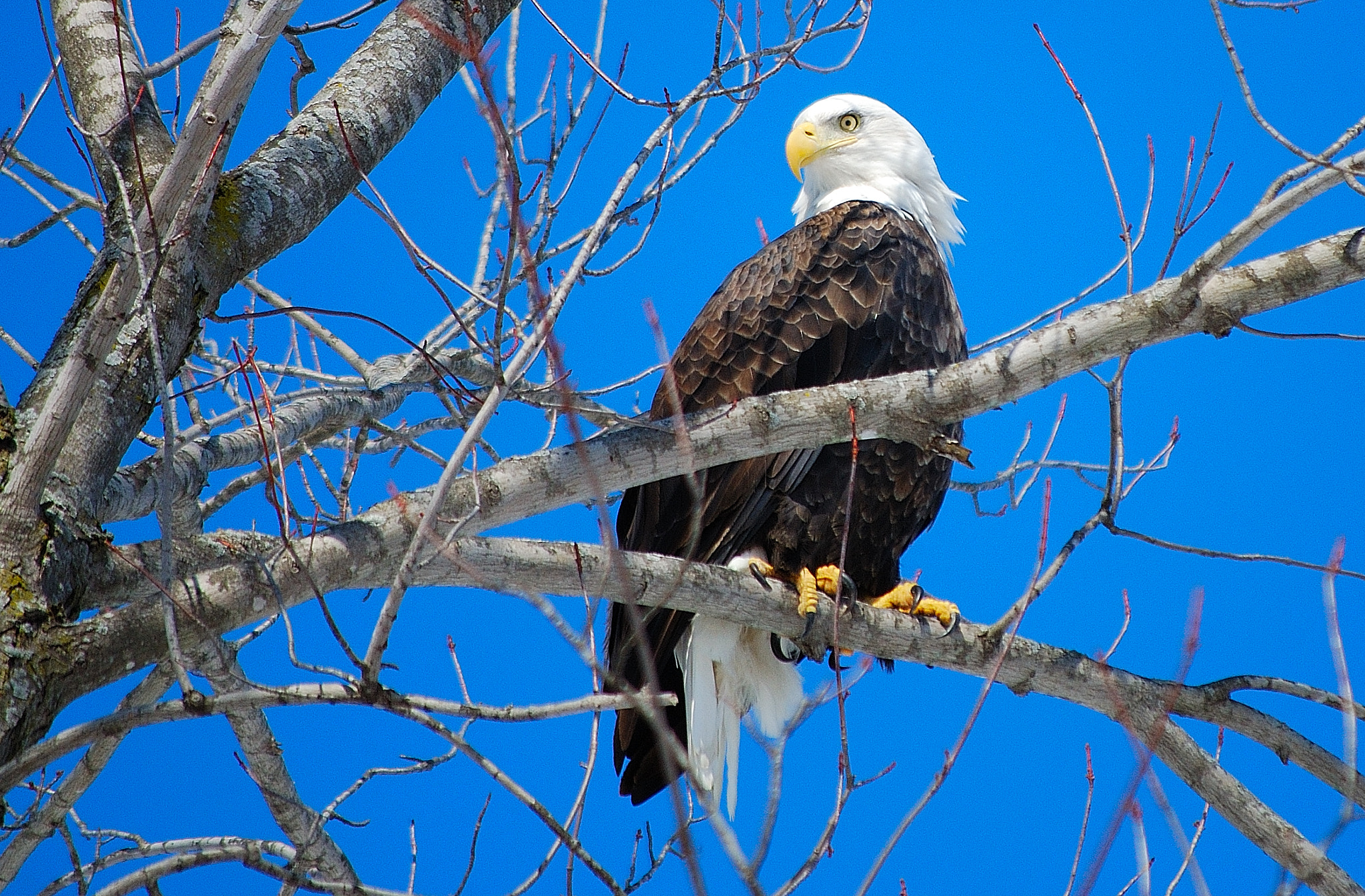 Nikon D40X sample photo. Perched bald eagle photography