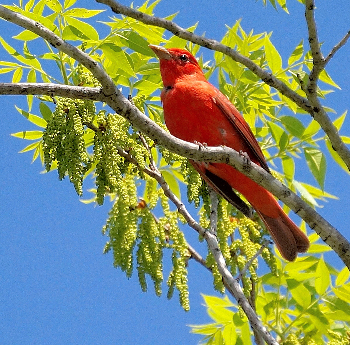 Sony E 55-210mm F4.5-6.3 OSS sample photo. Summer tanager photography