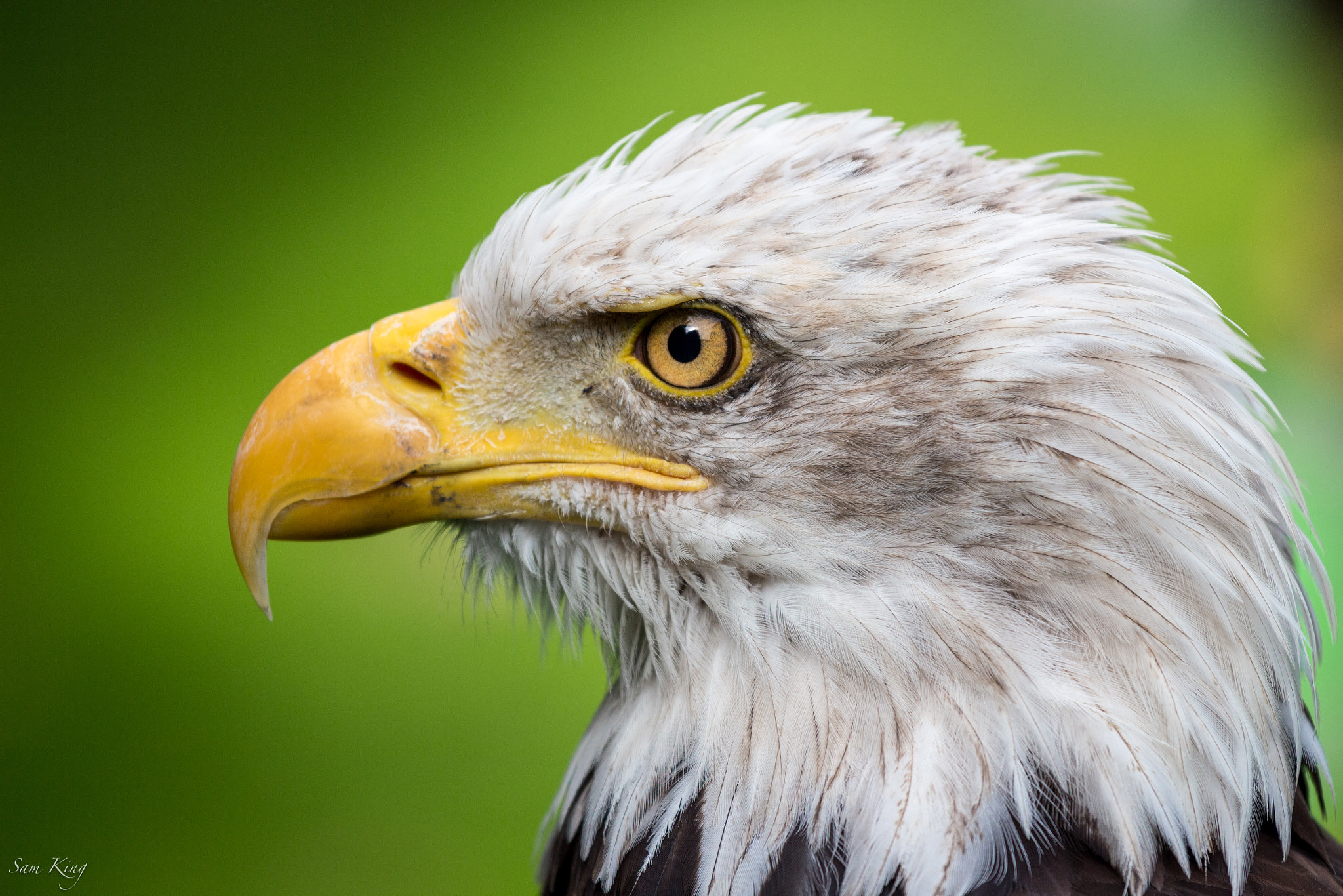 Canon EOS 700D (EOS Rebel T5i / EOS Kiss X7i) + Canon EF 70-200mm F4L IS USM sample photo. Bald eagle photography