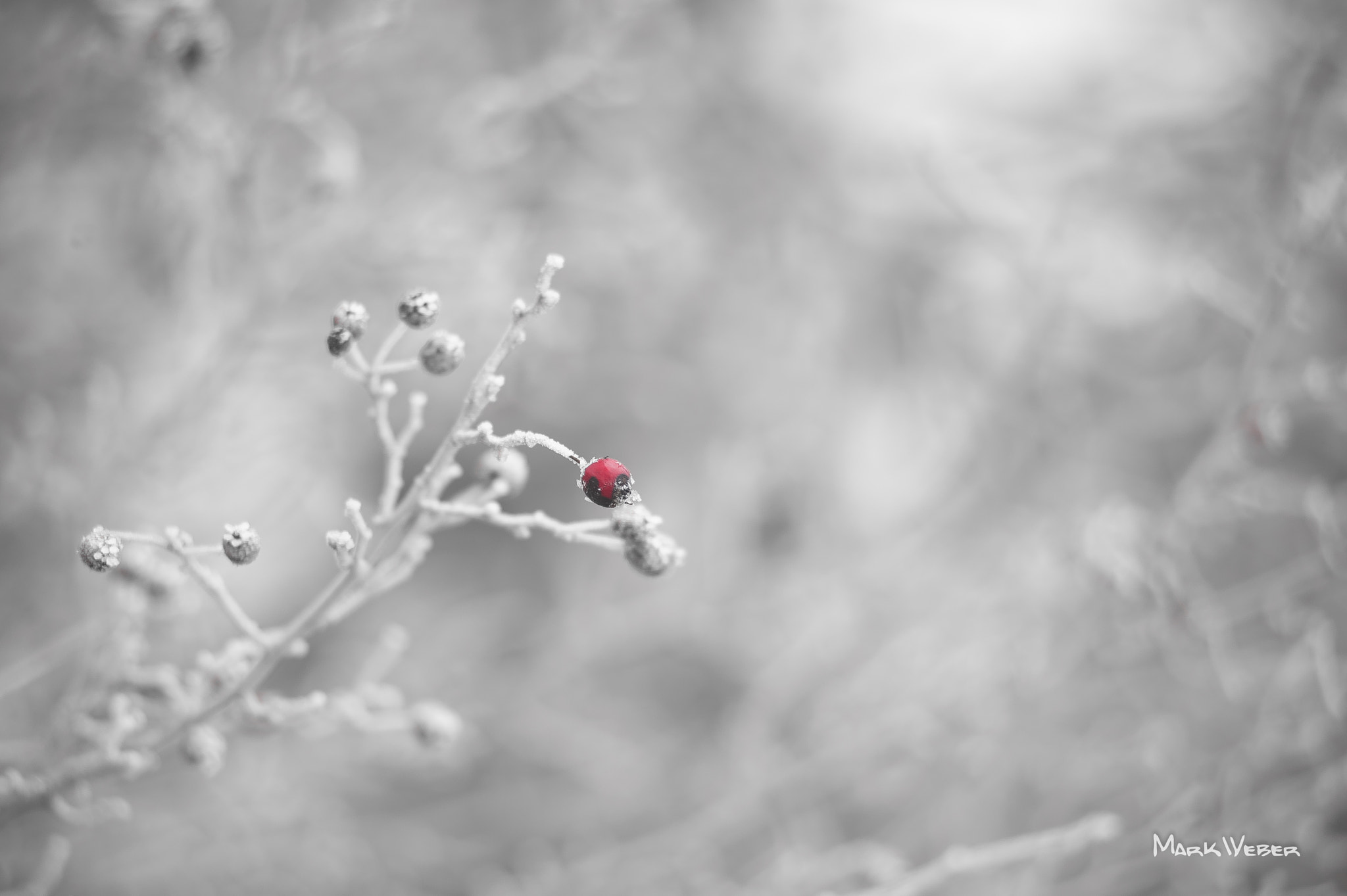 AF Zoom-Nikkor 80-200mm f/2.8 ED sample photo. Iced berry photography