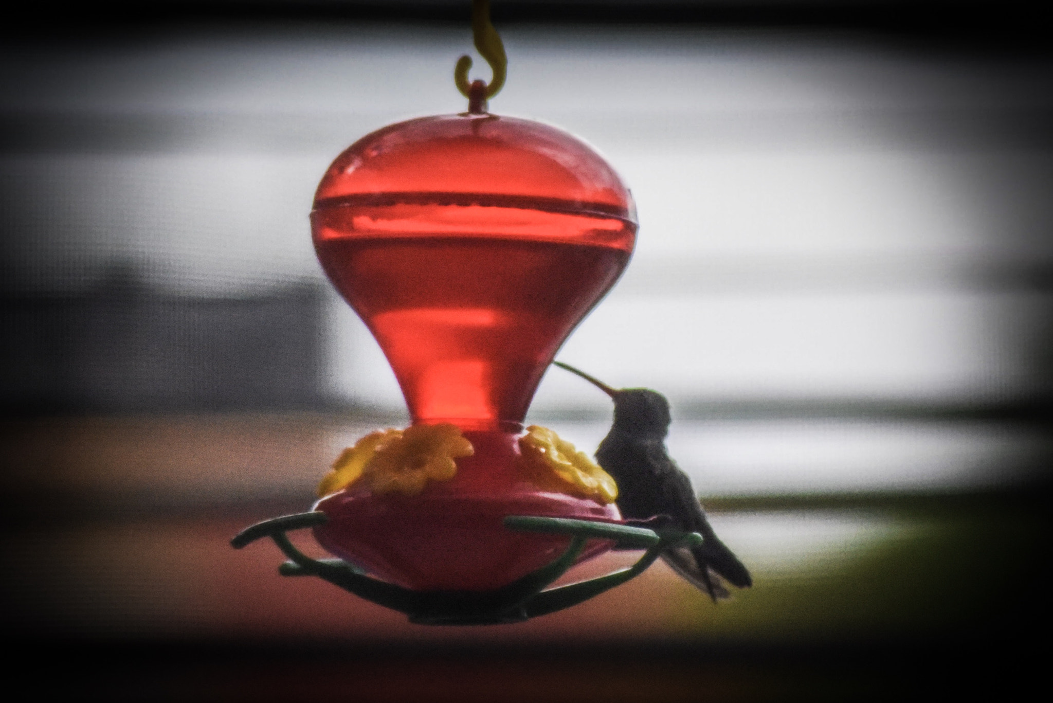 Nikon AF Nikkor 70-300mm F4-5.6G sample photo. Colibrí 2 photography