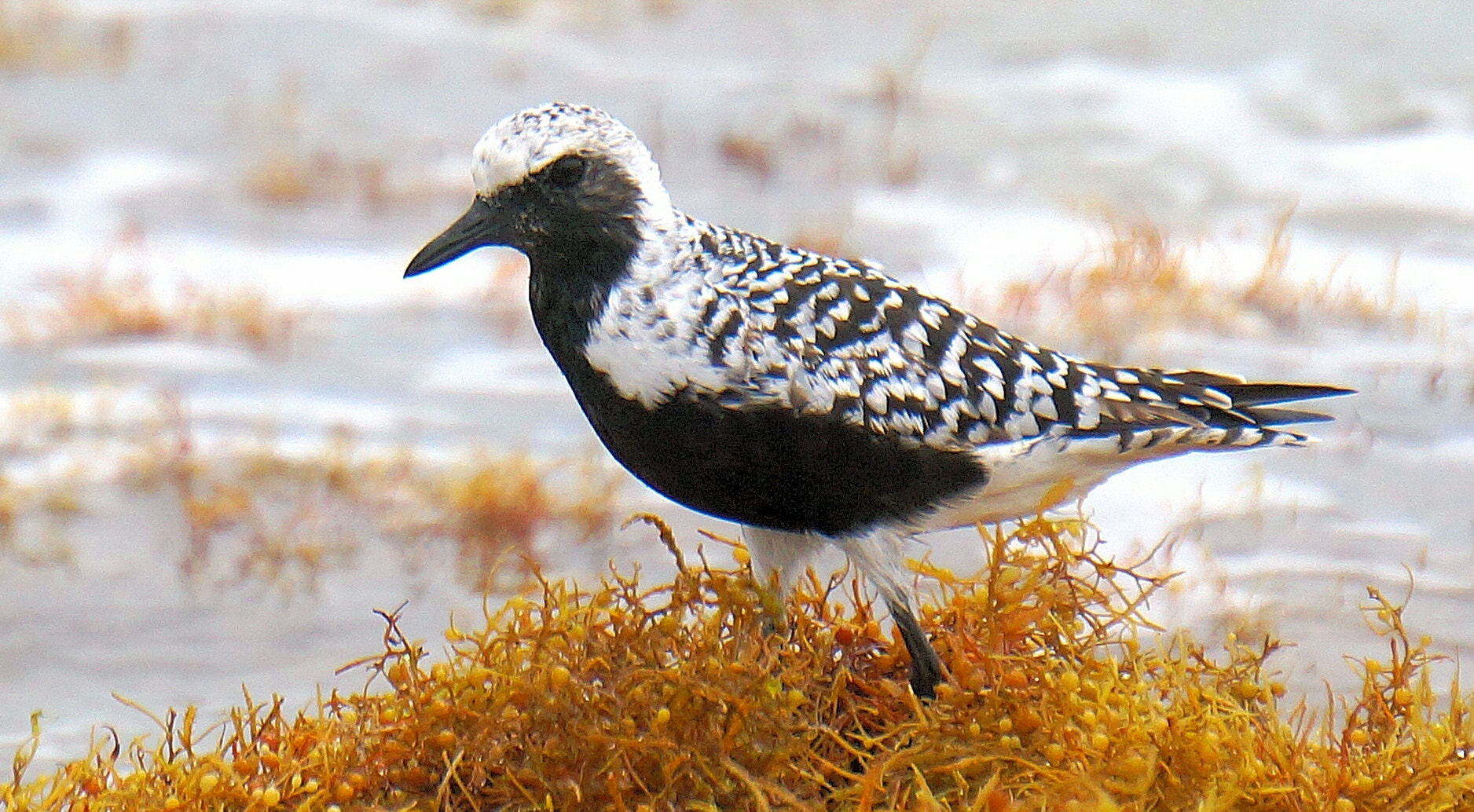 Sony E 55-210mm F4.5-6.3 OSS sample photo. Black-bellied plover photography
