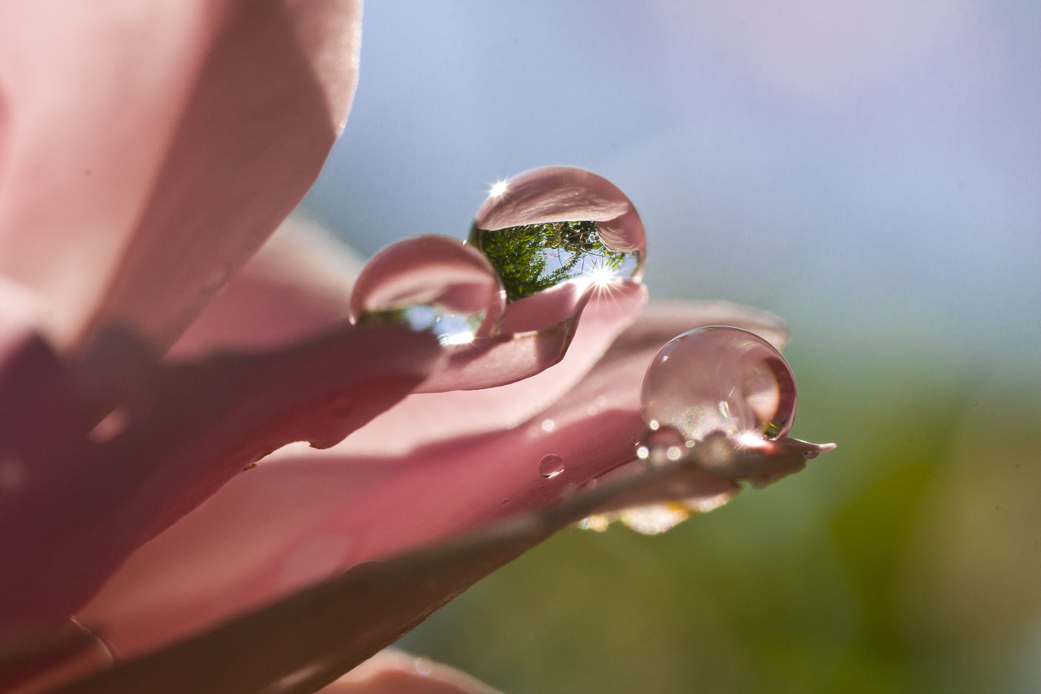 Canon EOS 450D (EOS Rebel XSi / EOS Kiss X2) + Tamron SP AF 90mm F2.8 Di Macro sample photo. Three pink droplets photography