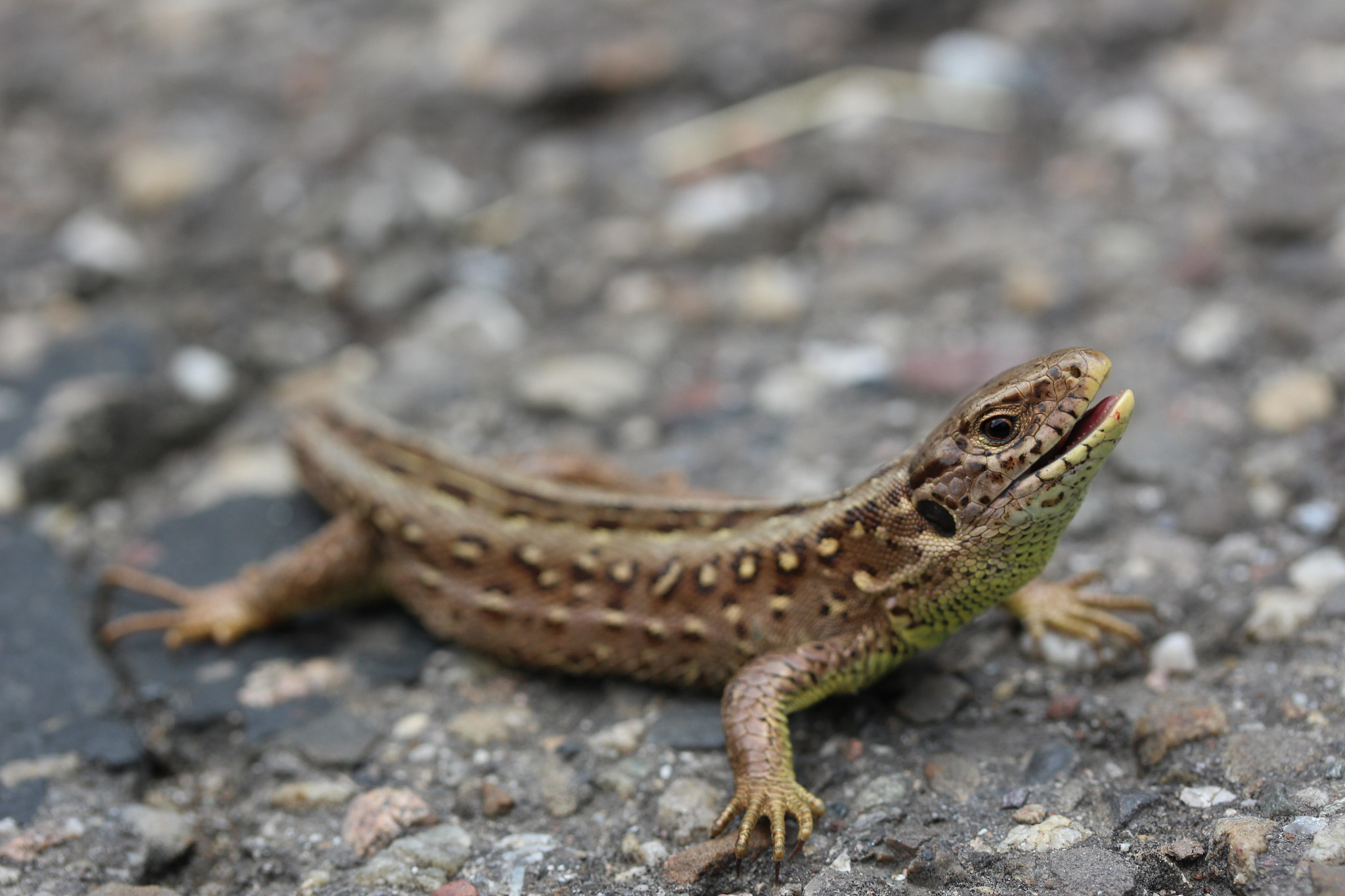 Canon EF-S 60mm F2.8 Macro USM sample photo. Little fighter photography