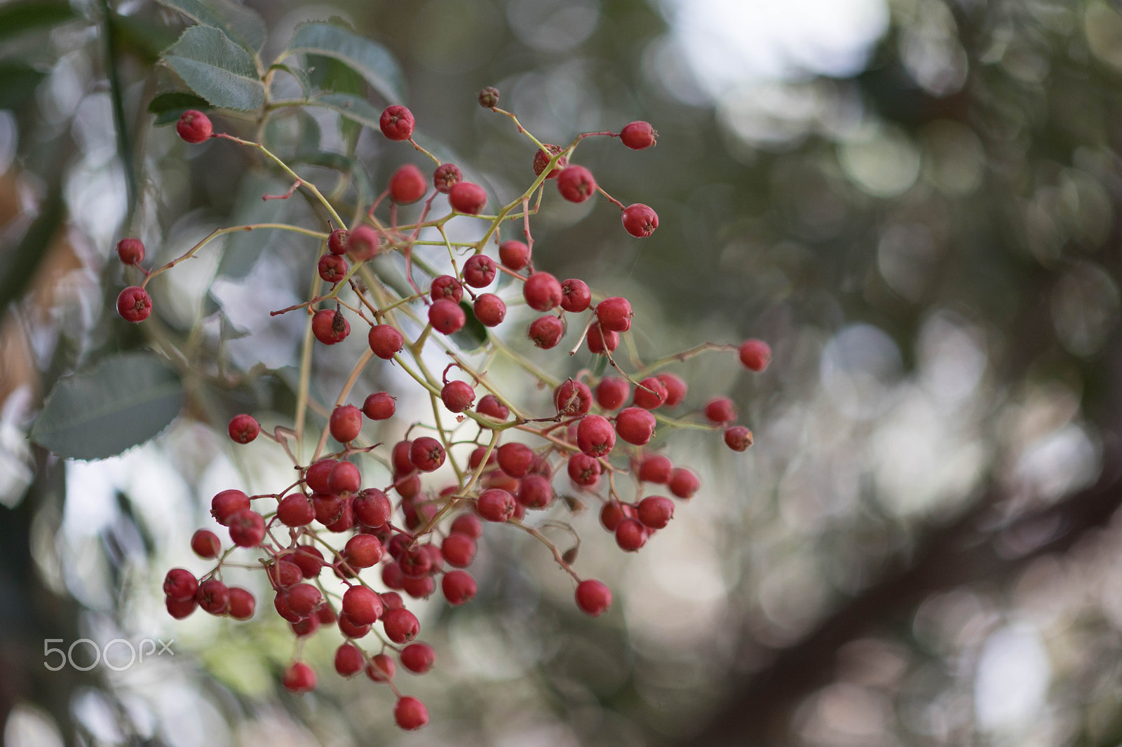 Canon EF 100mm F2.8 Macro USM sample photo. Berries photography