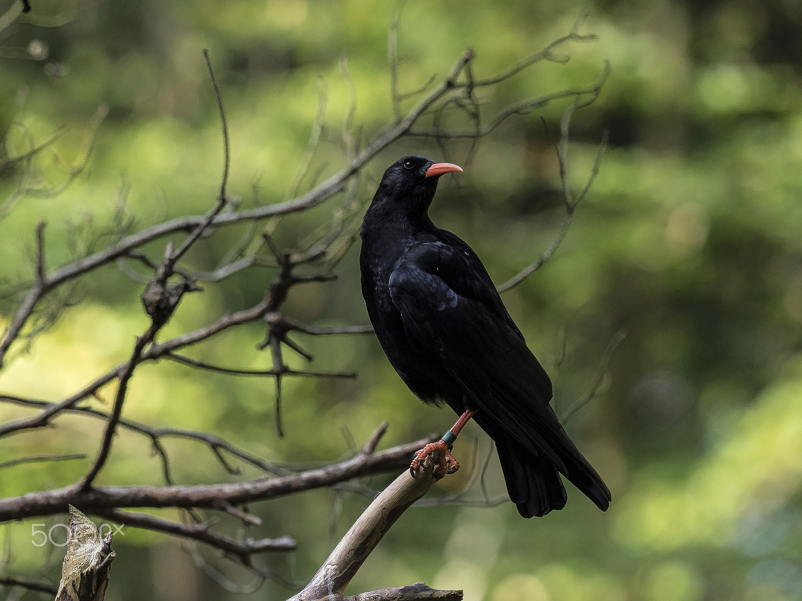 Olympus OM-D E-M1 + OLYMPUS M.300mm F4.0 sample photo. Red-billed chough photography