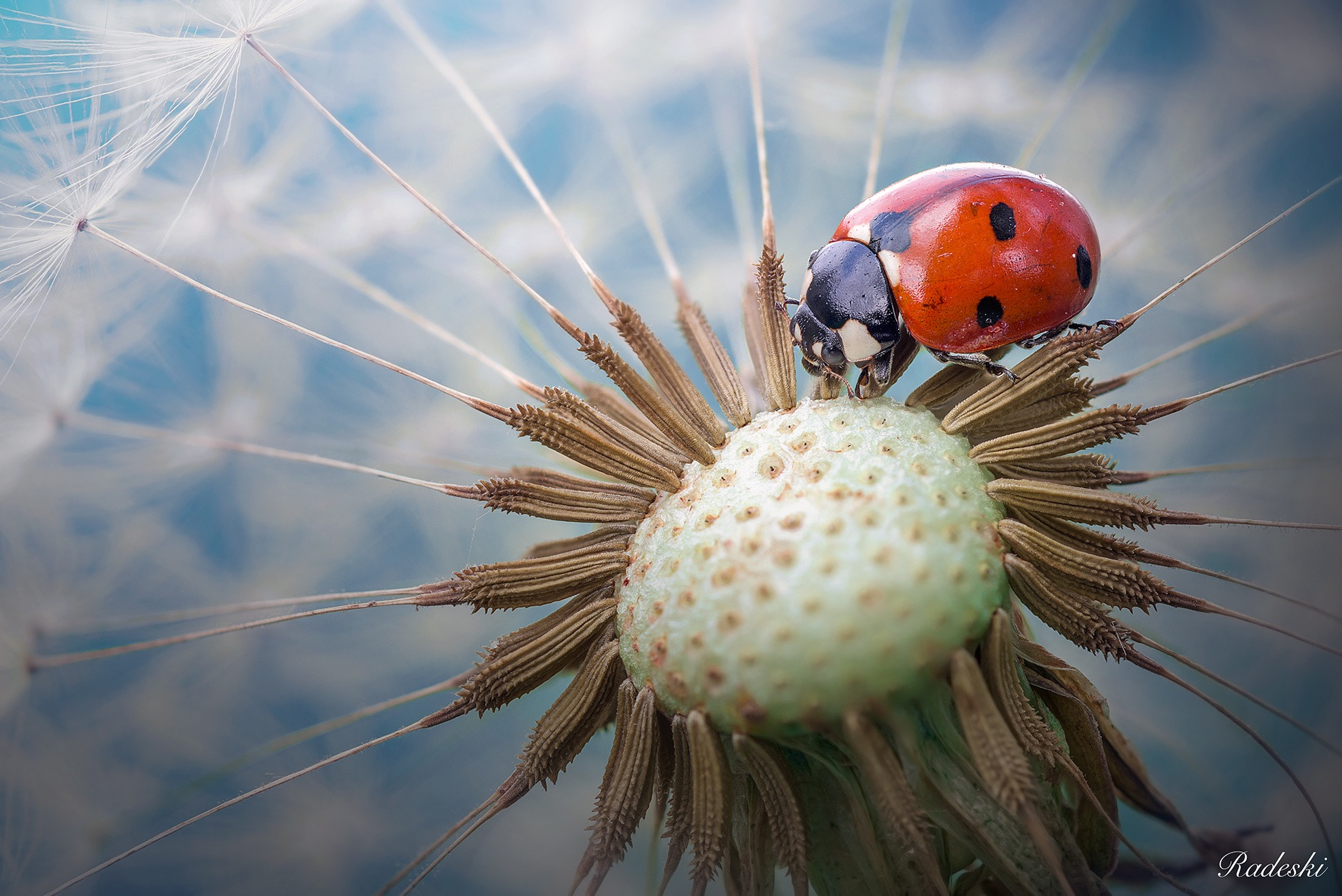 Nikon D800E + Nikon AF Micro-Nikkor 60mm F2.8D sample photo. Coccinella sul soffione photography