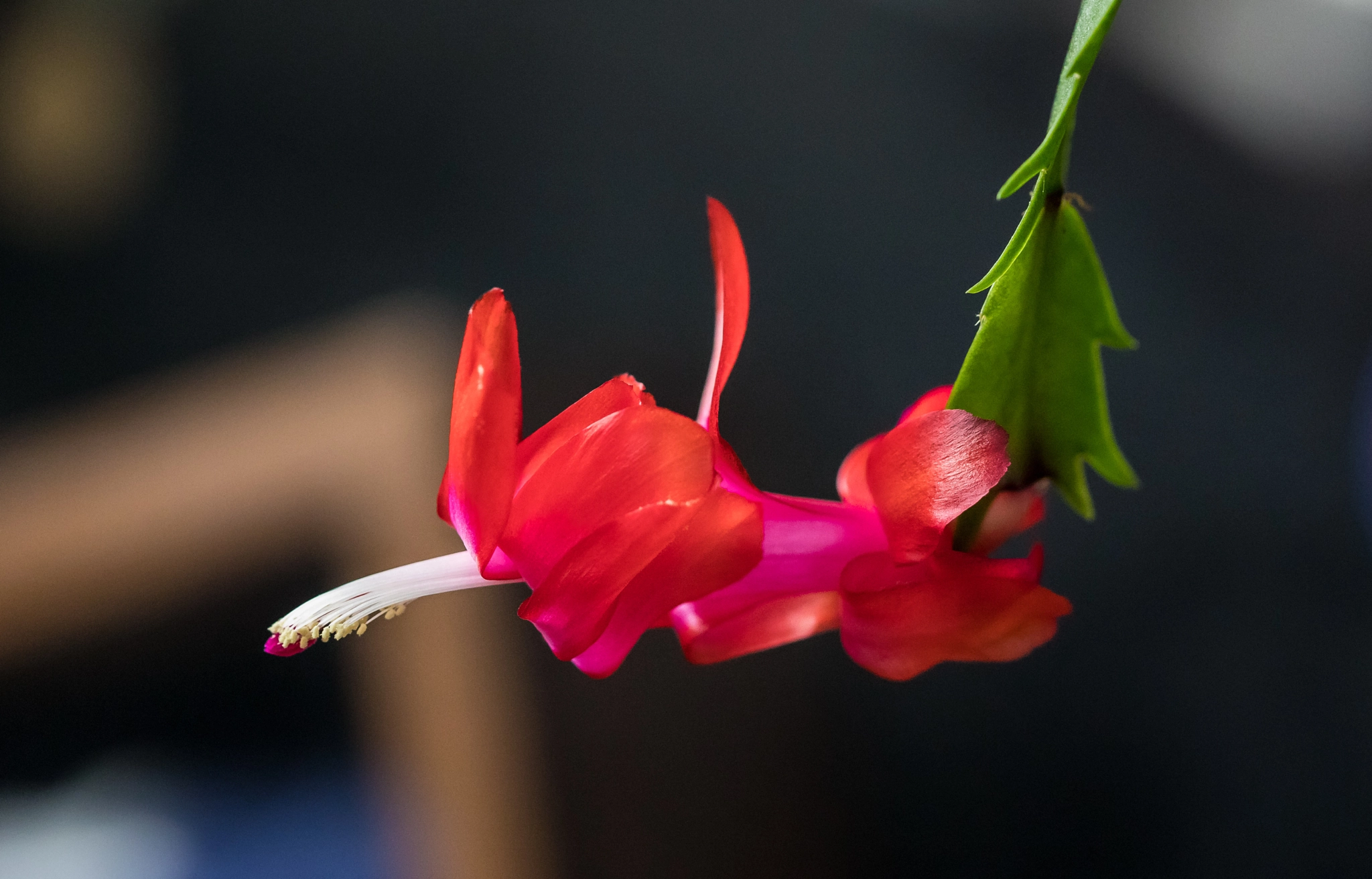 Canon EF 100mm F2.8 Macro USM sample photo. Christmas cactus photography