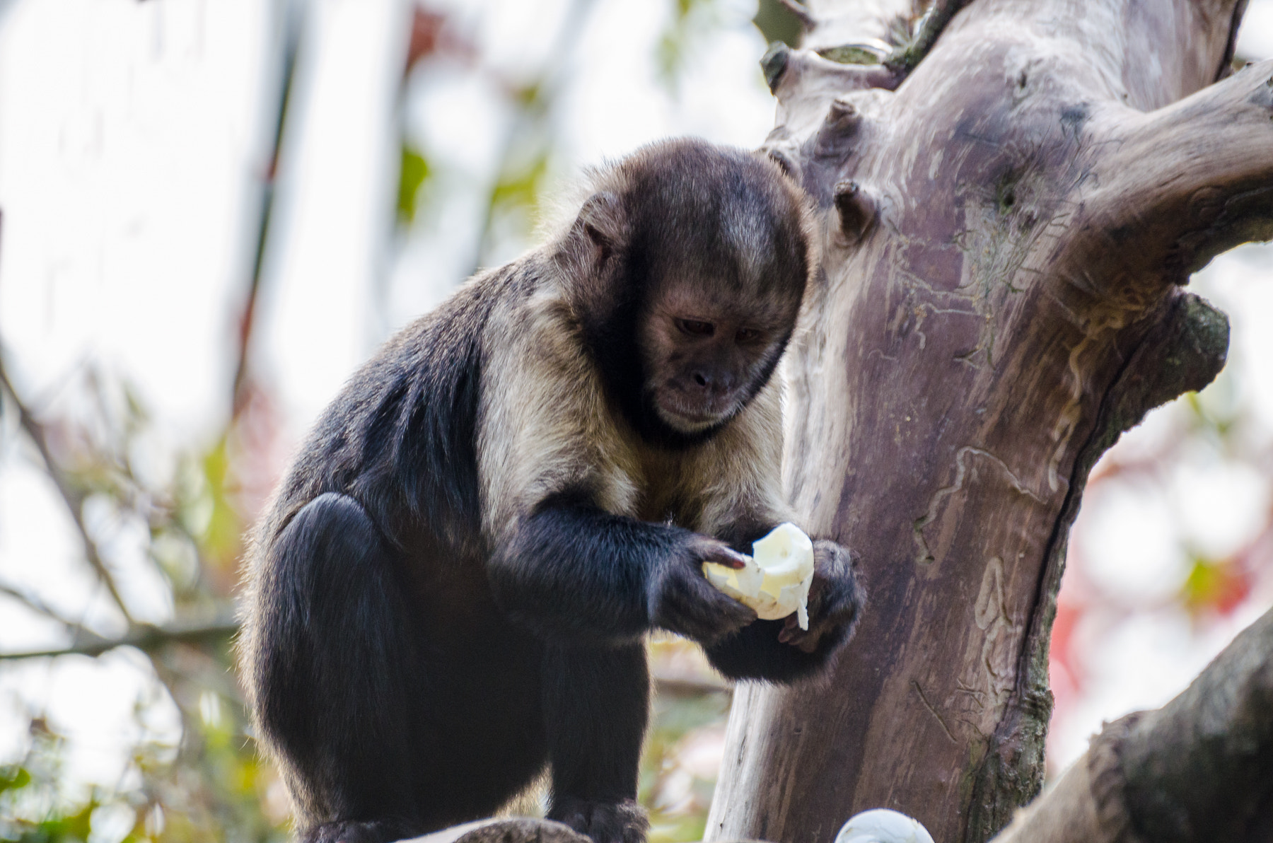 Nikon D5100 + Sigma 70-300mm F4-5.6 DG OS sample photo. I enjoyed a very nice day in the zoo in zurich. th ... photography