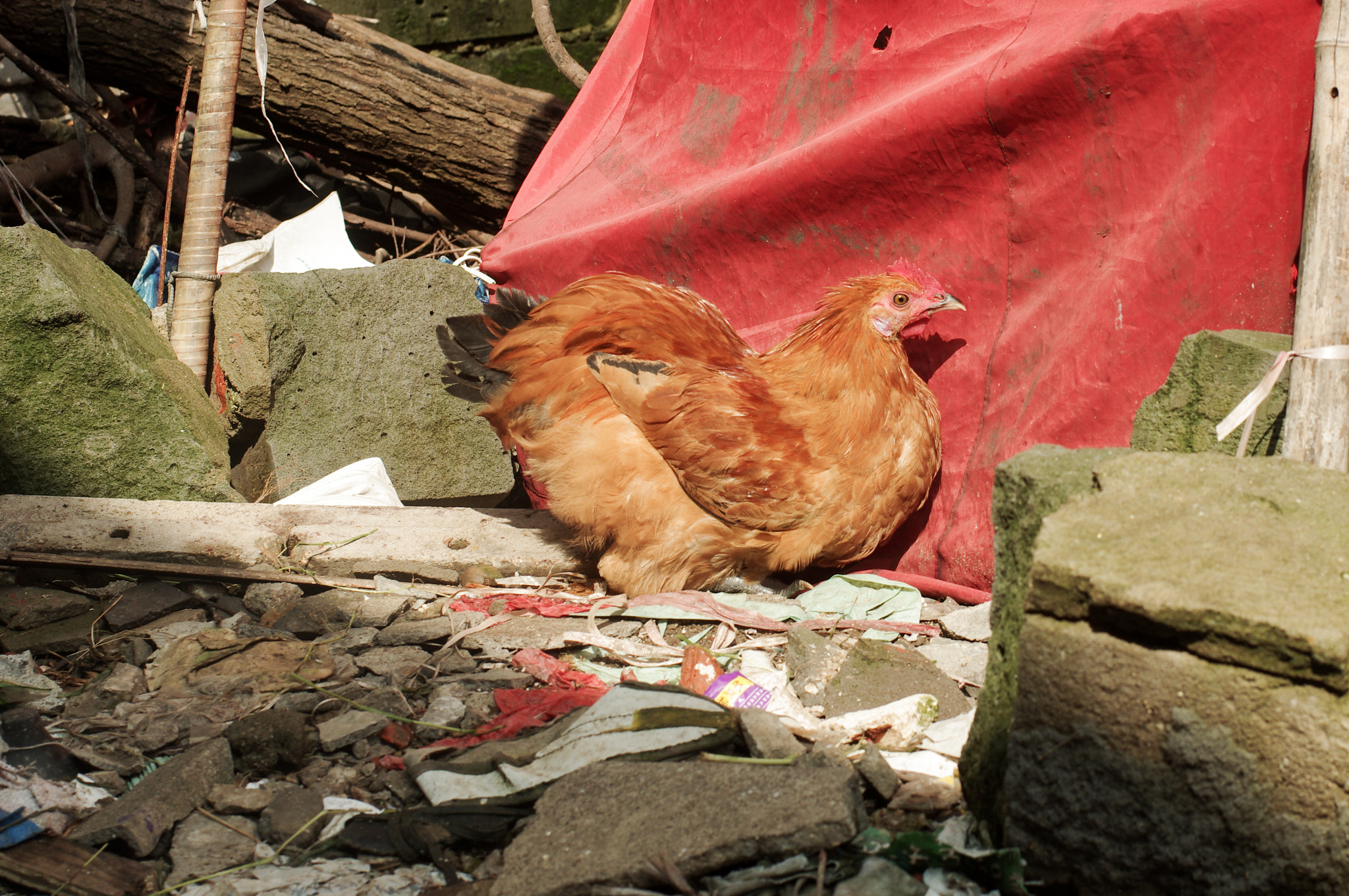 Pentax K-5 + Pentax smc DA* 55mm F1.4 SDM sample photo. A rooster stands on trash. photography