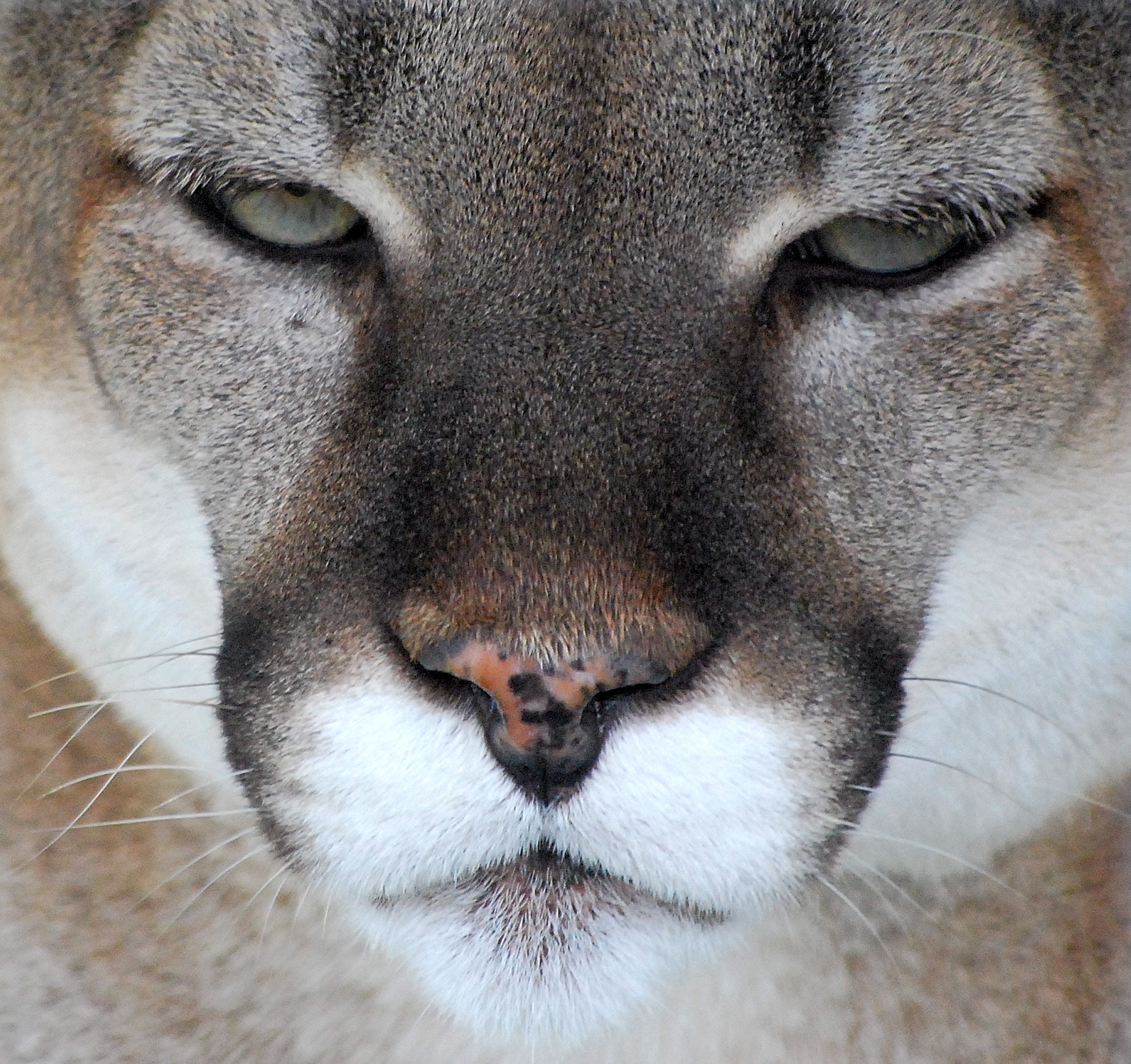 Nikon D40X + Nikon AF-S DX Nikkor 55-200mm F4-5.6G VR sample photo. Cougar starring at me photography