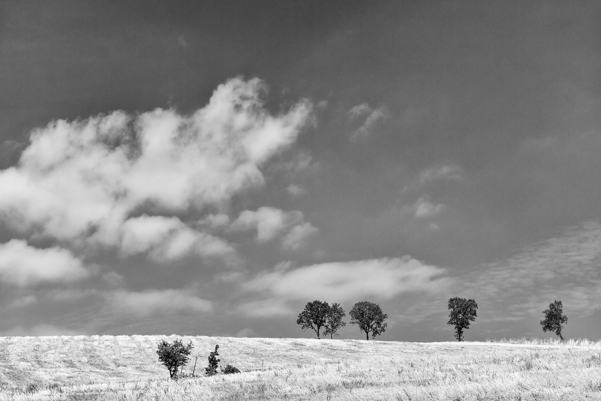 Summicron-M 1:2/90 Leitz sample photo. Alberi photography
