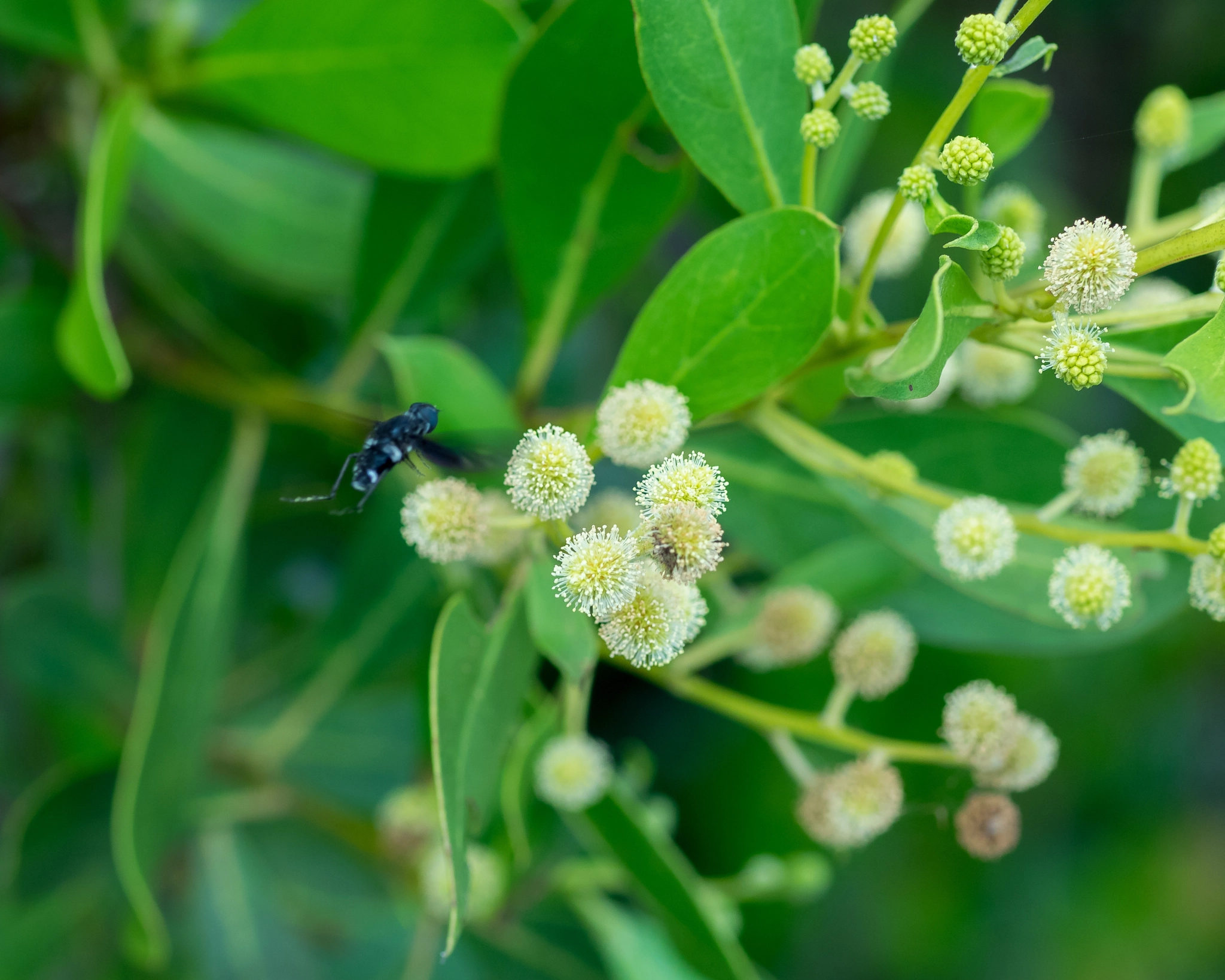 Olympus OM-D E-M1 + OLYMPUS 50mm Lens sample photo. Everglades national park, florida photography