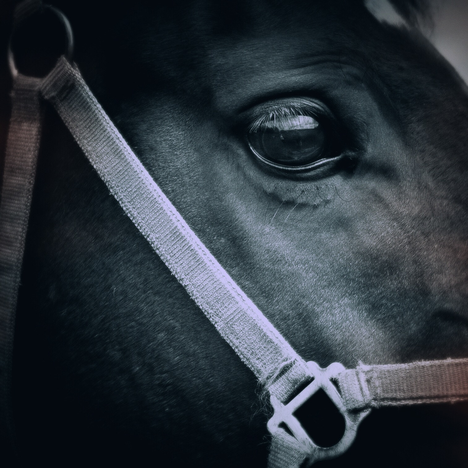 Canon EOS-1Ds Mark III sample photo. Velvet at firgrove stud, ballinhassig, co. cork in ireland photography