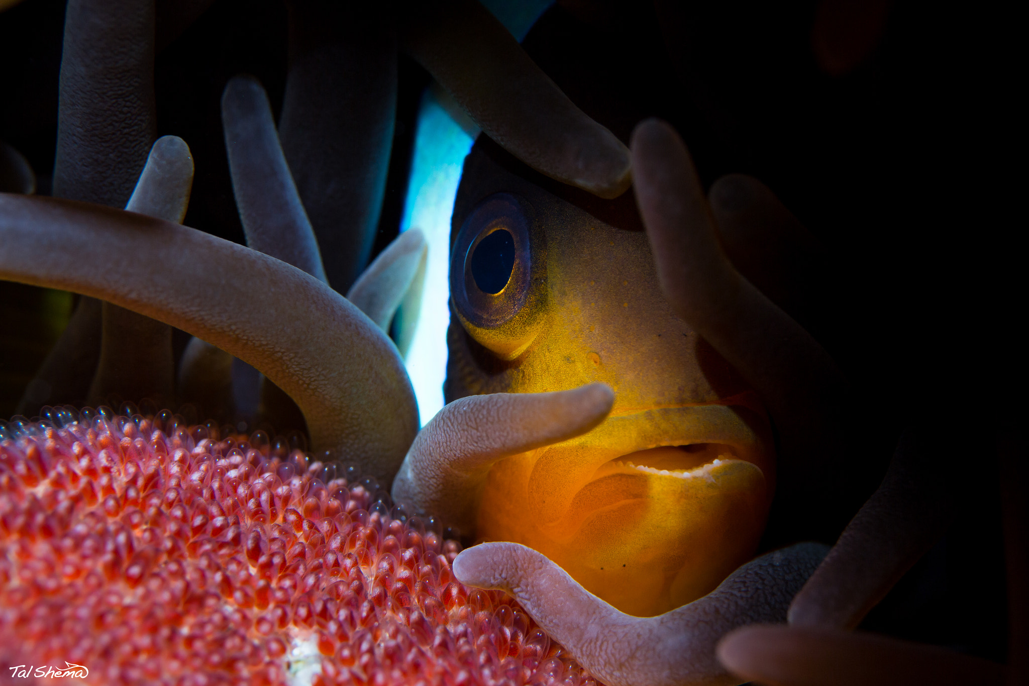 Canon EF-S 60mm F2.8 Macro USM sample photo. Nemo eggs photography