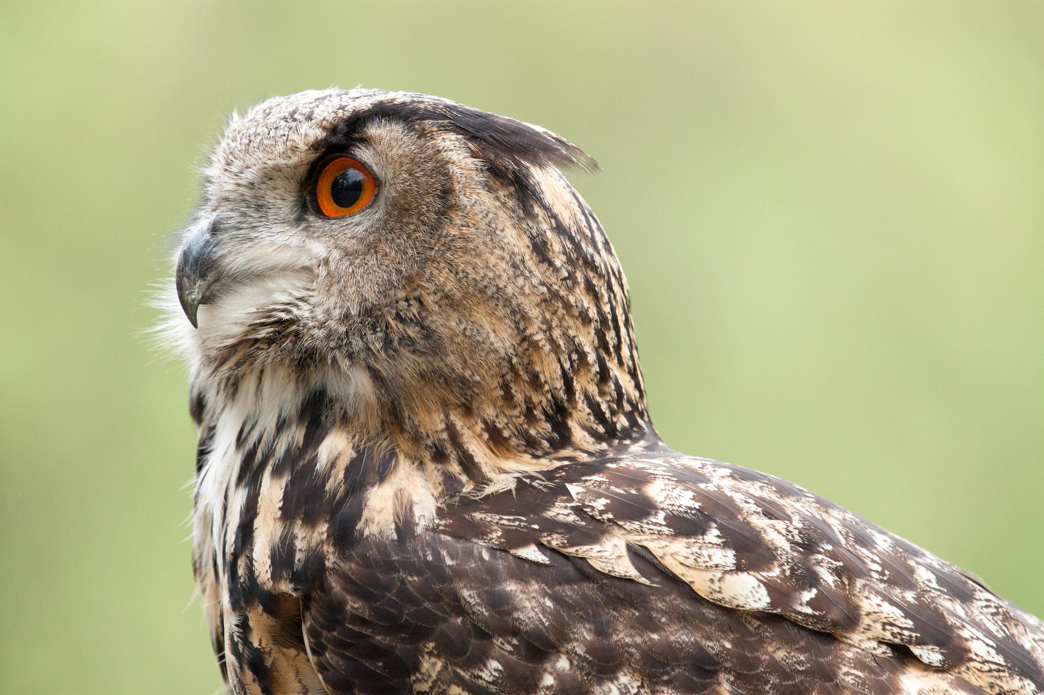 Canon EF 100-400mm F4.5-5.6L IS USM sample photo. May i get some food .... please photography