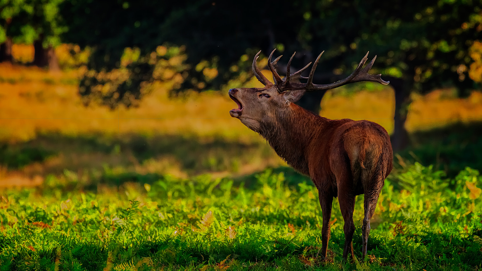 Canon EF 70-300mm F4-5.6L IS USM sample photo. Richmond park photography