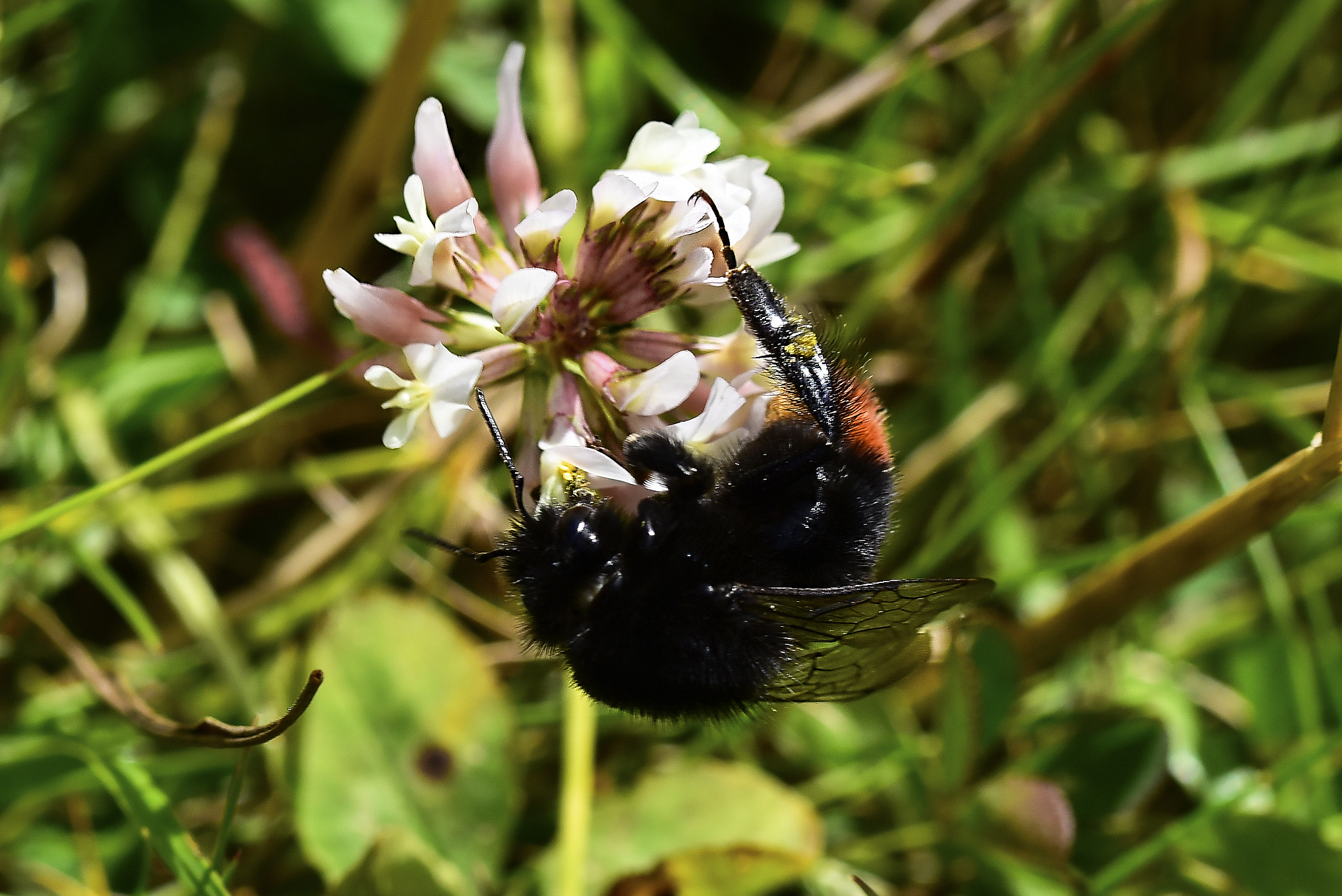 Nikon D810 + Tamron SP 90mm F2.8 Di VC USD 1:1 Macro (F004) sample photo. Bee in work photography