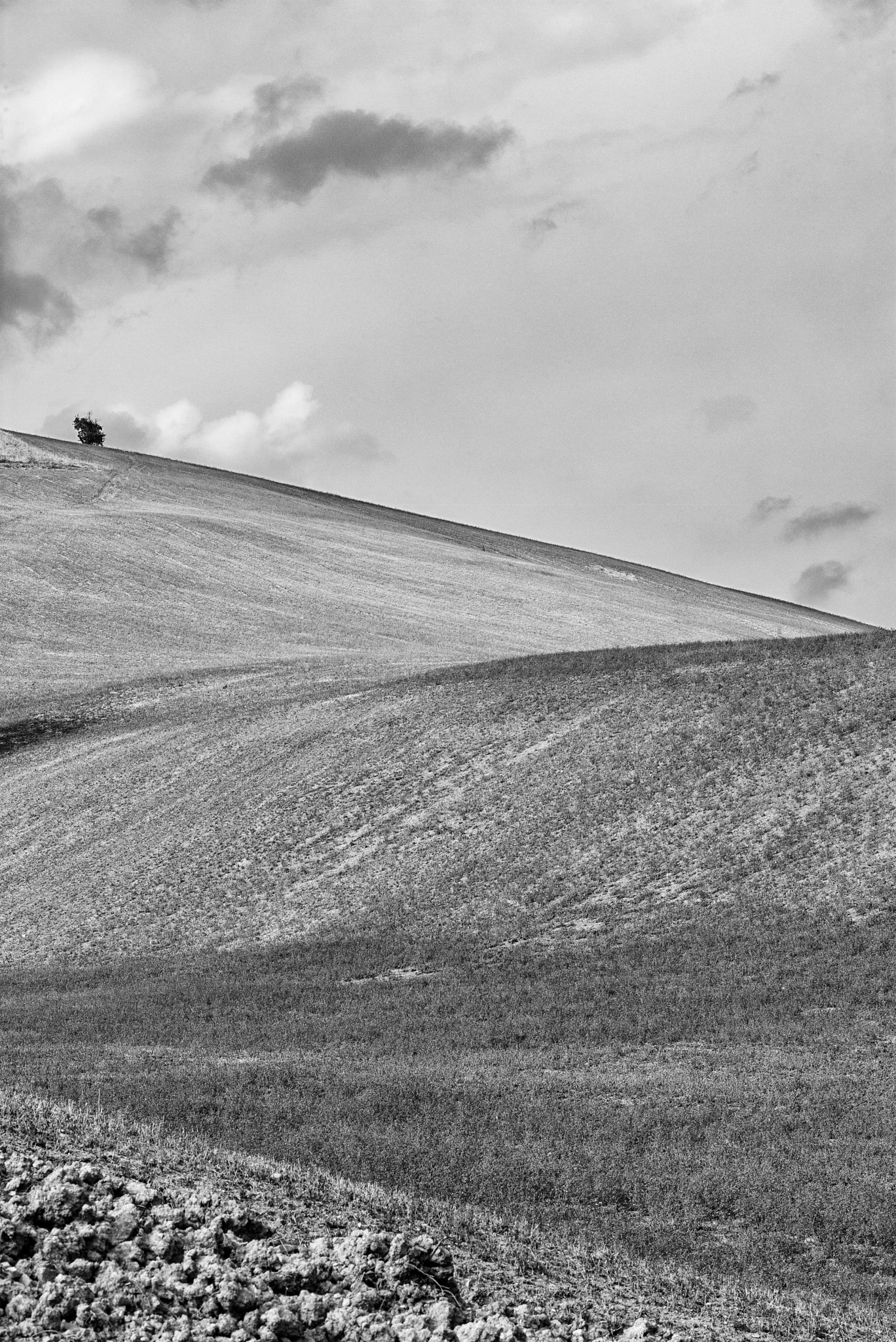 Summicron-M 1:2/90 Leitz sample photo. Albero photography