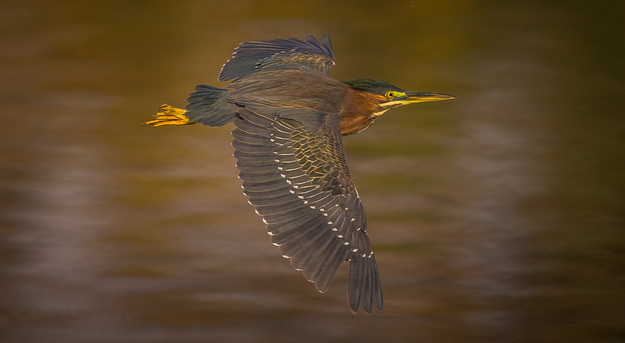 150-600mm F5-6.3 DG OS HSM | Contemporary 015 sample photo. Heron flyby photography