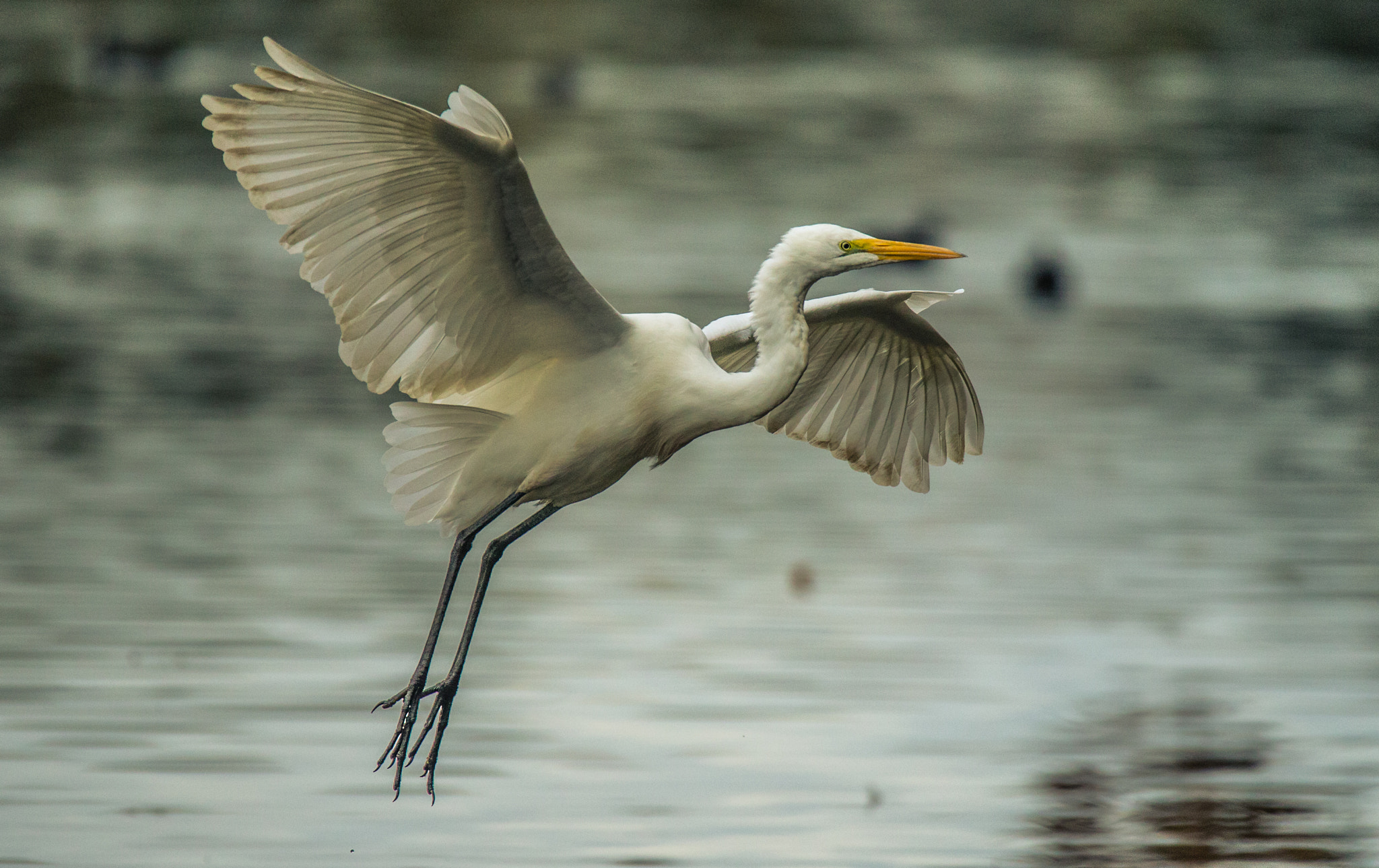 150-600mm F5-6.3 DG OS HSM | Contemporary 015 sample photo. Landing approach overcast day photography