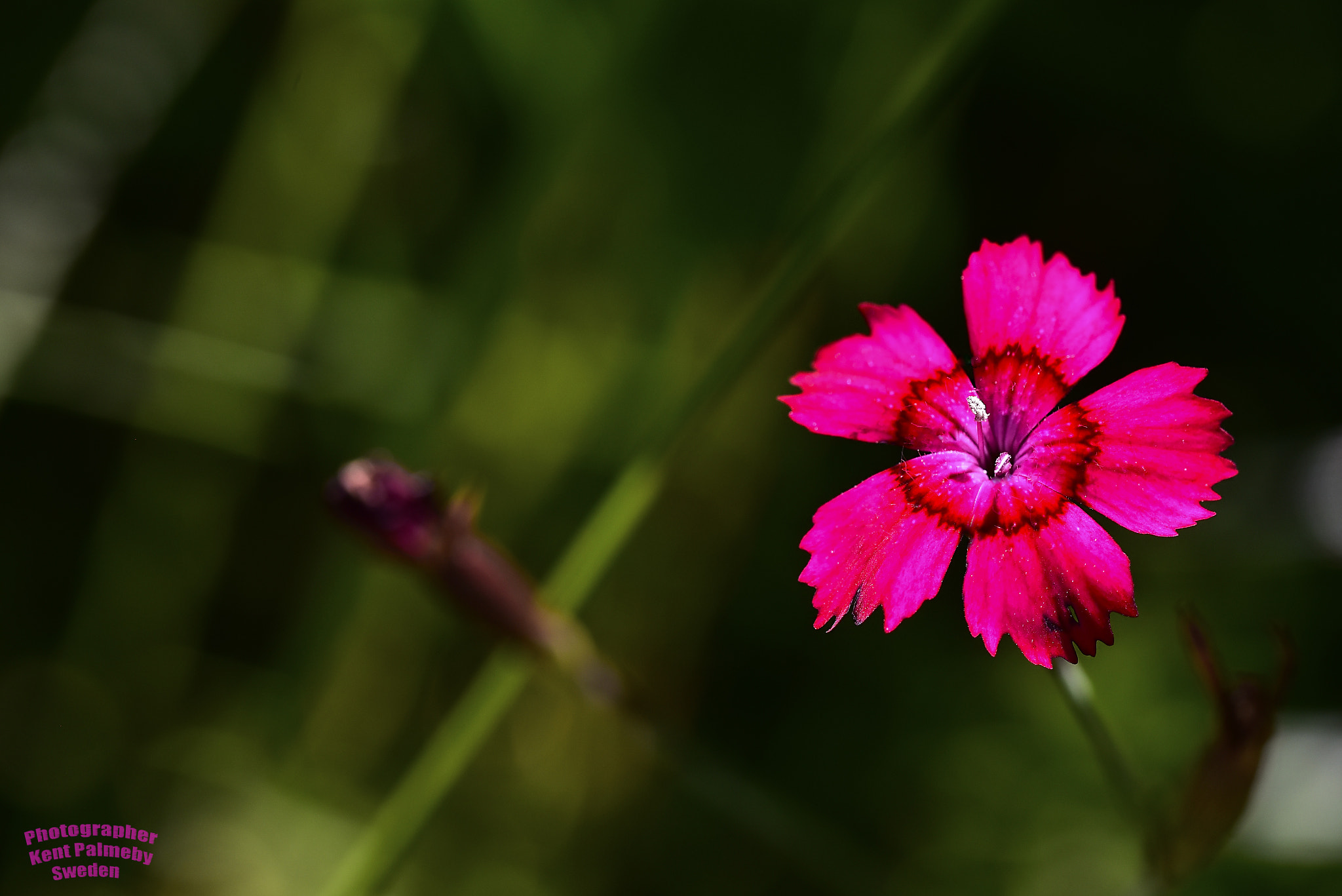 Nikon D810 + Tamron SP 90mm F2.8 Di VC USD 1:1 Macro (F004) sample photo. Little red flower photography