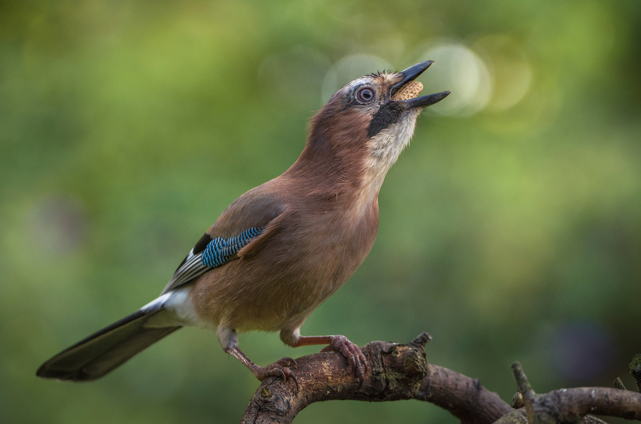 Sigma 150-600mm F5-6.3 DG OS HSM | C sample photo. Breakfast photography