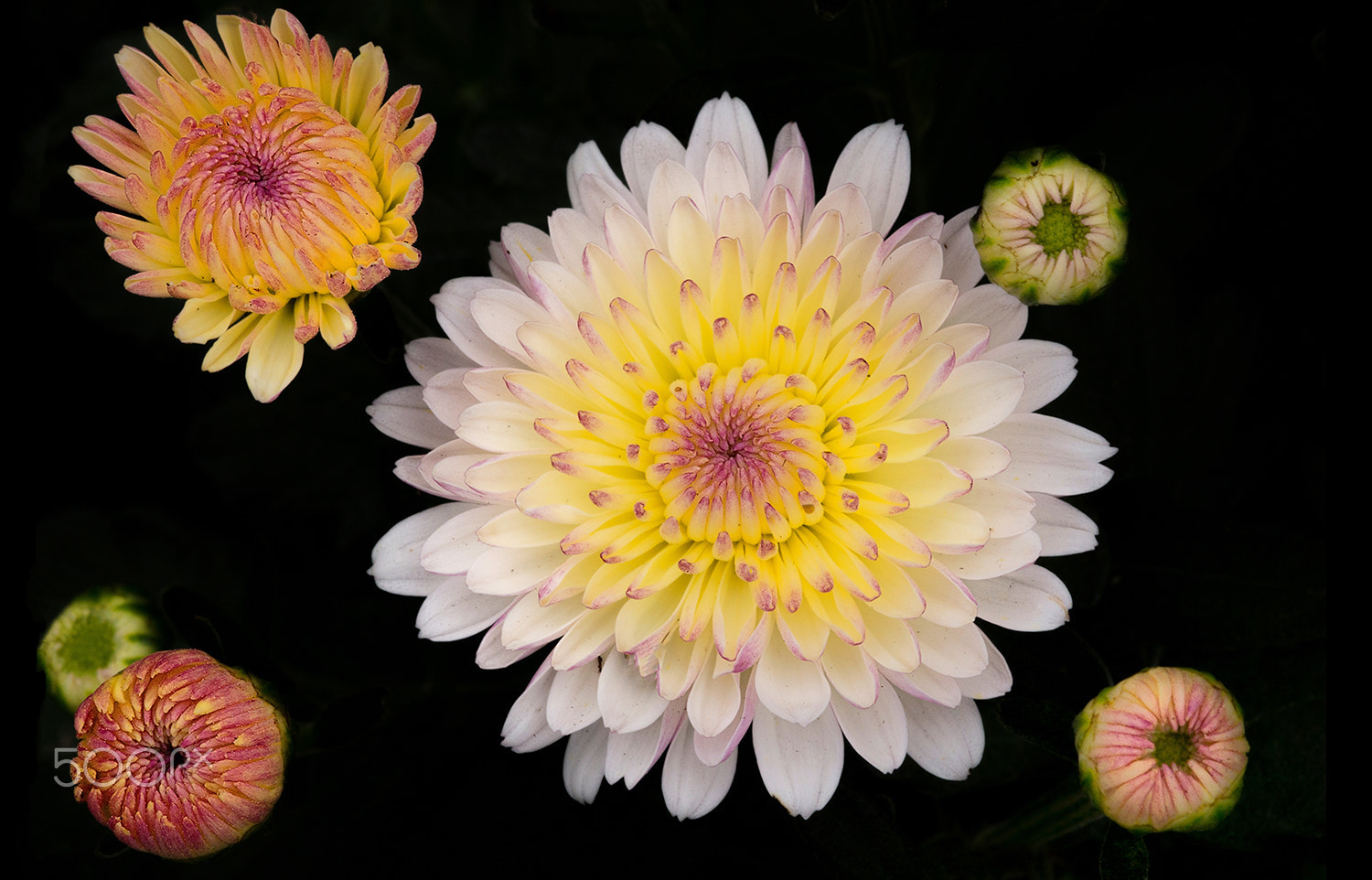 Sigma 150mm F2.8 EX DG Macro HSM sample photo. Kasımpatı photography