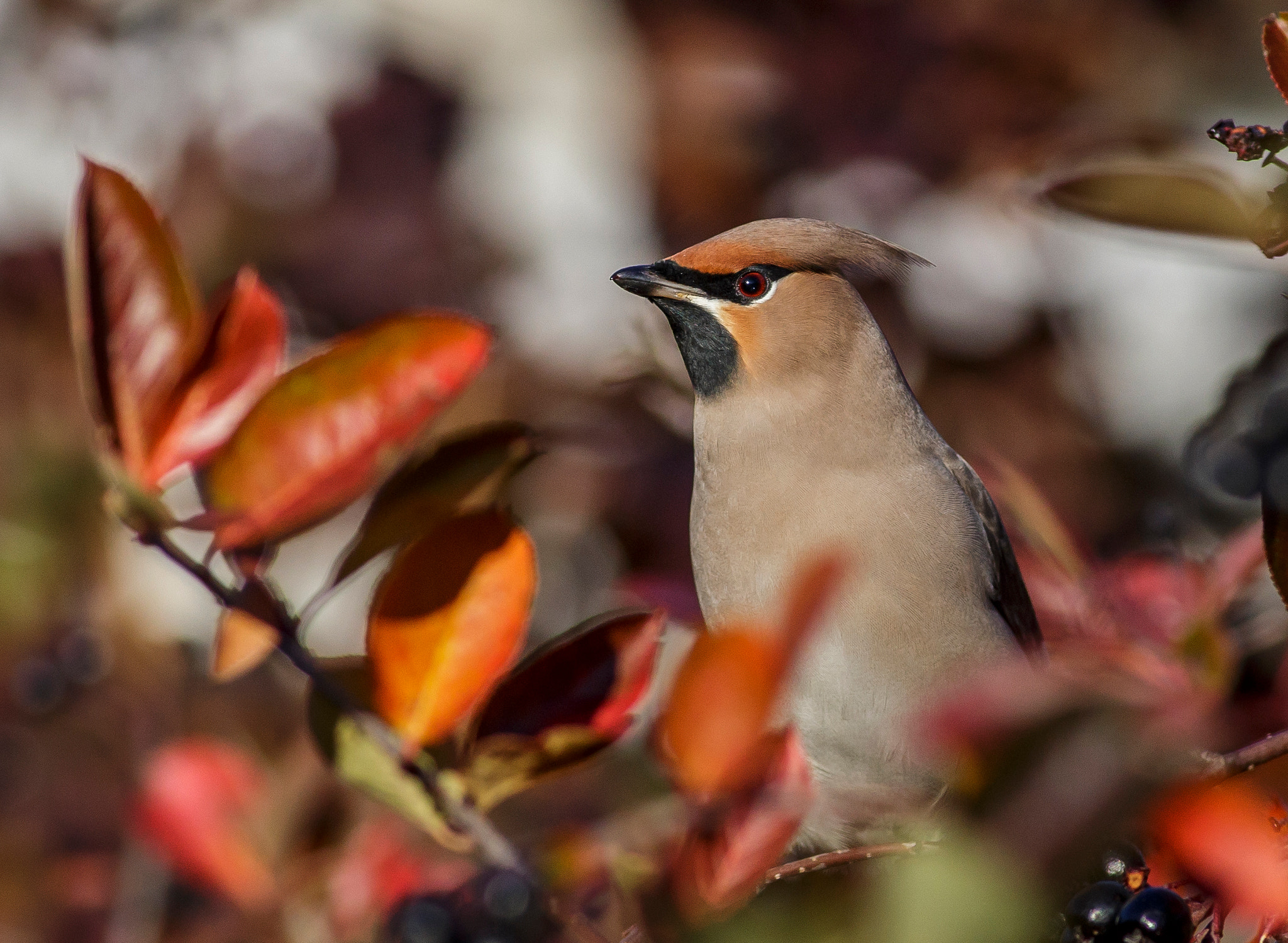 Canon EOS 6D + Canon EF 400mm F5.6L USM sample photo. Bohemian waxwing photography