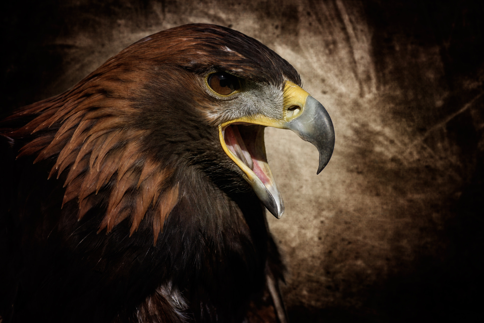Canon EF 200mm F2.8L II USM sample photo. Eagle photography