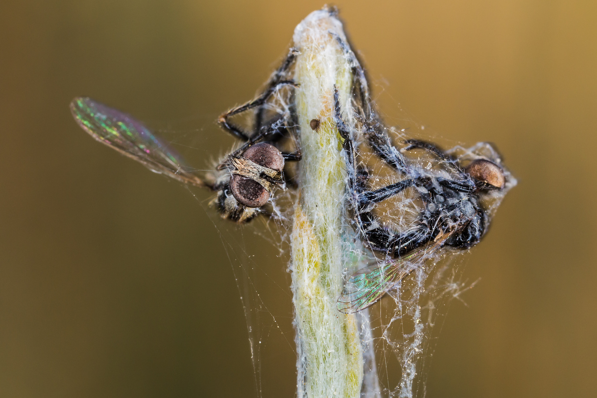 Canon EOS 6D + Canon MP-E 65mm F2.5 1-5x Macro Photo sample photo. Atrapados photography