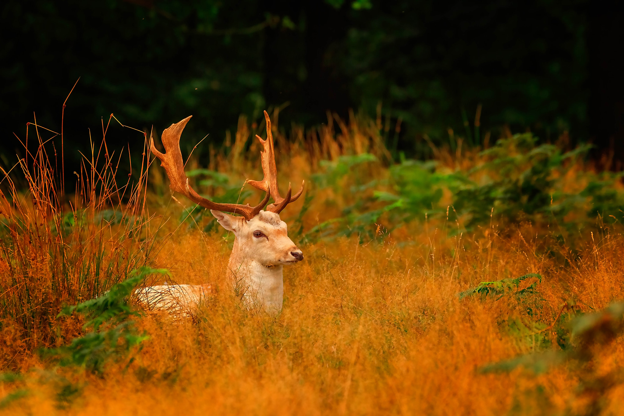 Canon EF 70-300mm F4-5.6L IS USM sample photo. Richmond park photography