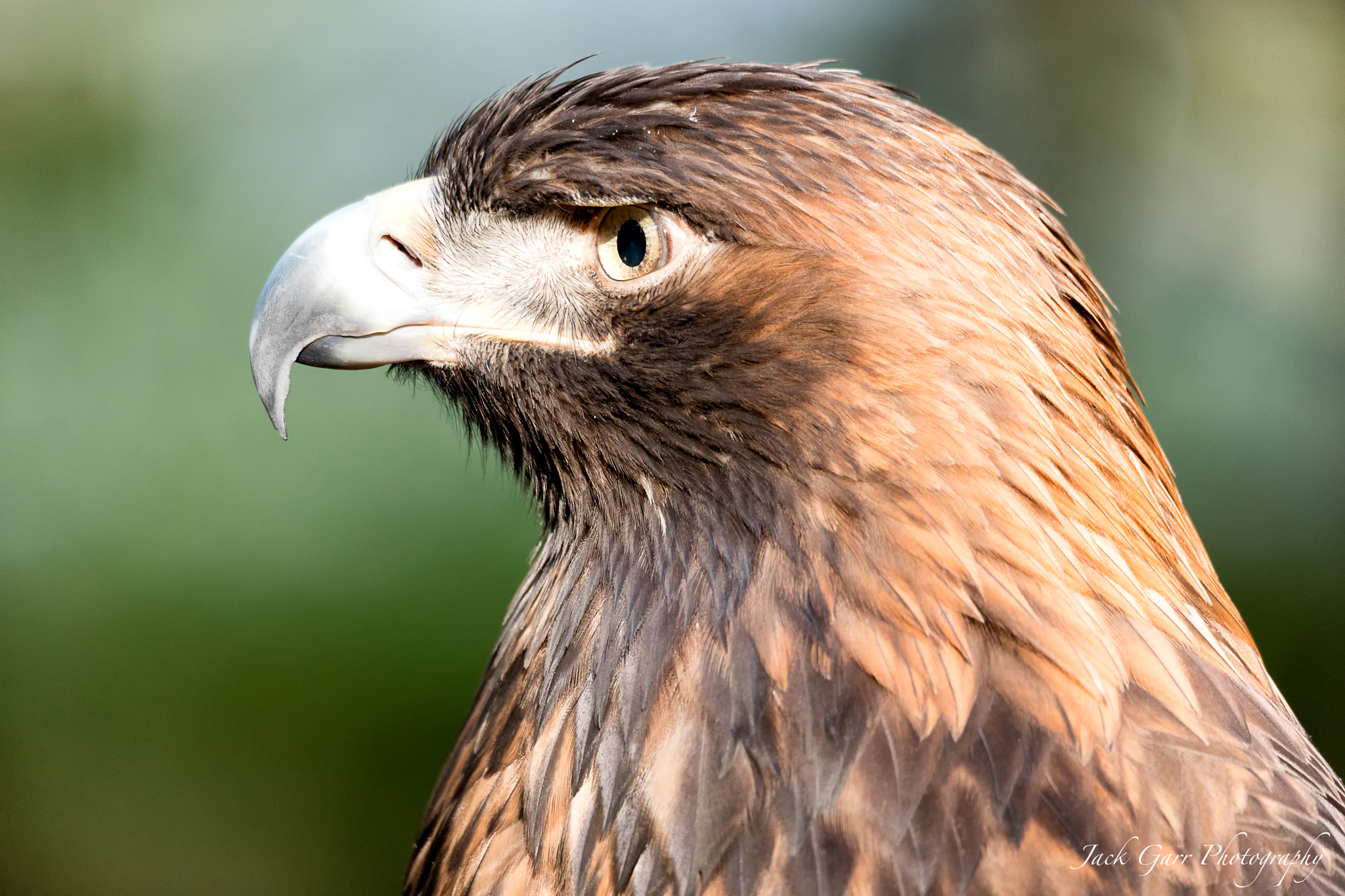 Canon EOS 5DS sample photo. Golden eagle profile photography